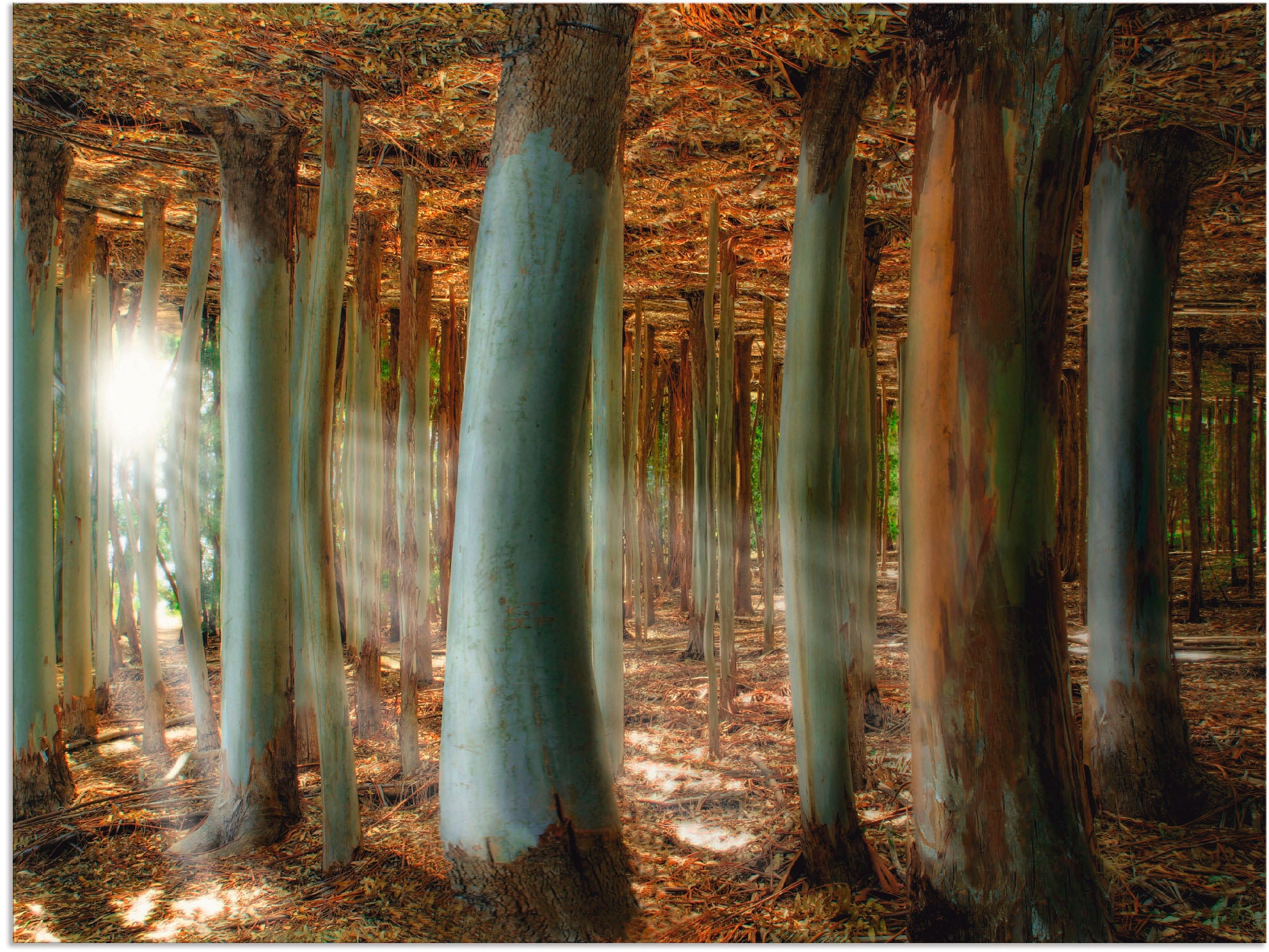 Artland Alu-Dibond-Druck »Zauberwald«, Wald, (1 St.), für Innen- und Aussenbereich geeignet, Outdoorbild