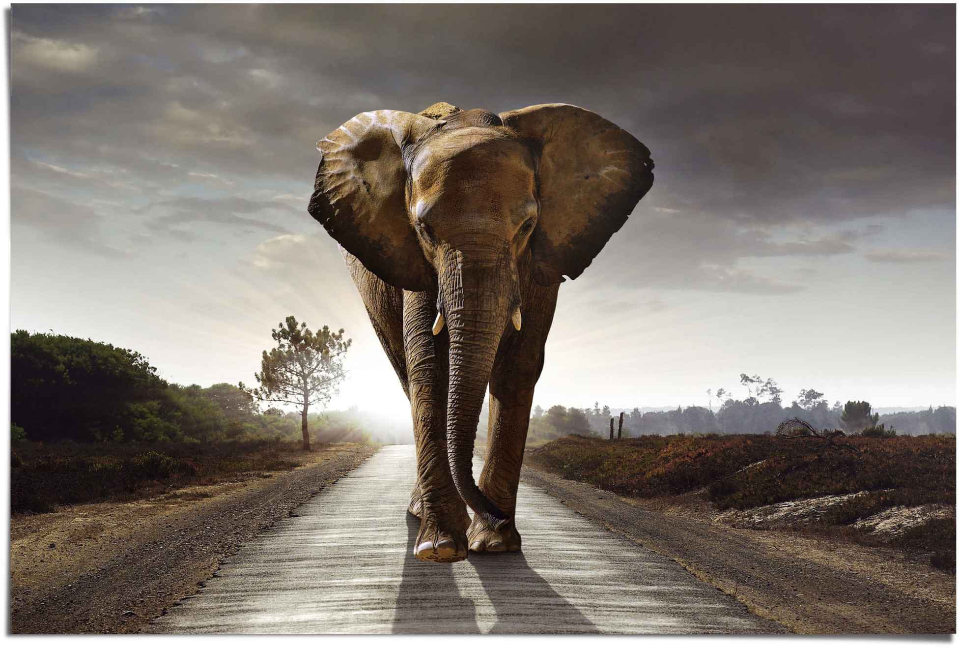 Image of Reinders Poster "Elefant Wanderung" 1 Stk. tlg.