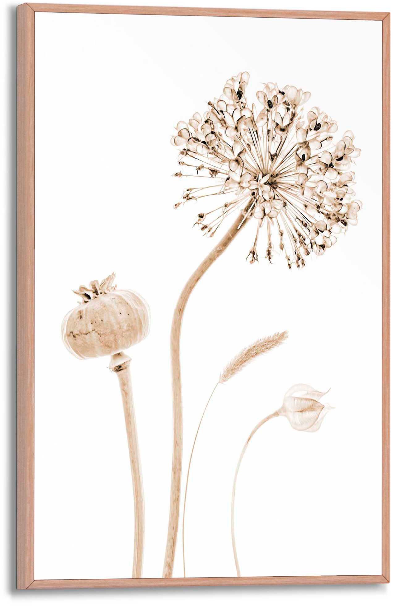 Image of Reinders Poster "Trockenblumen"