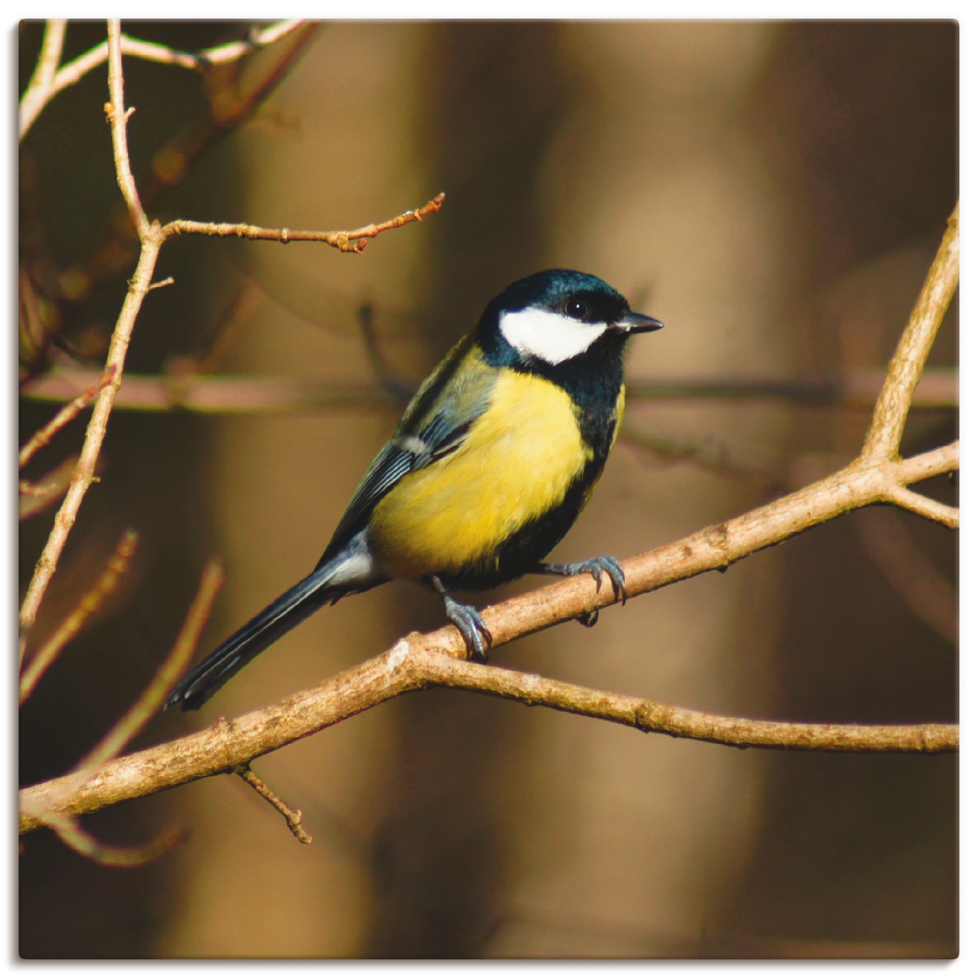 Image of Artland Leinwandbild "Kohlmeise im Wald" Vögel 1 Stk. tlg. auf Holzrahmen gespannt