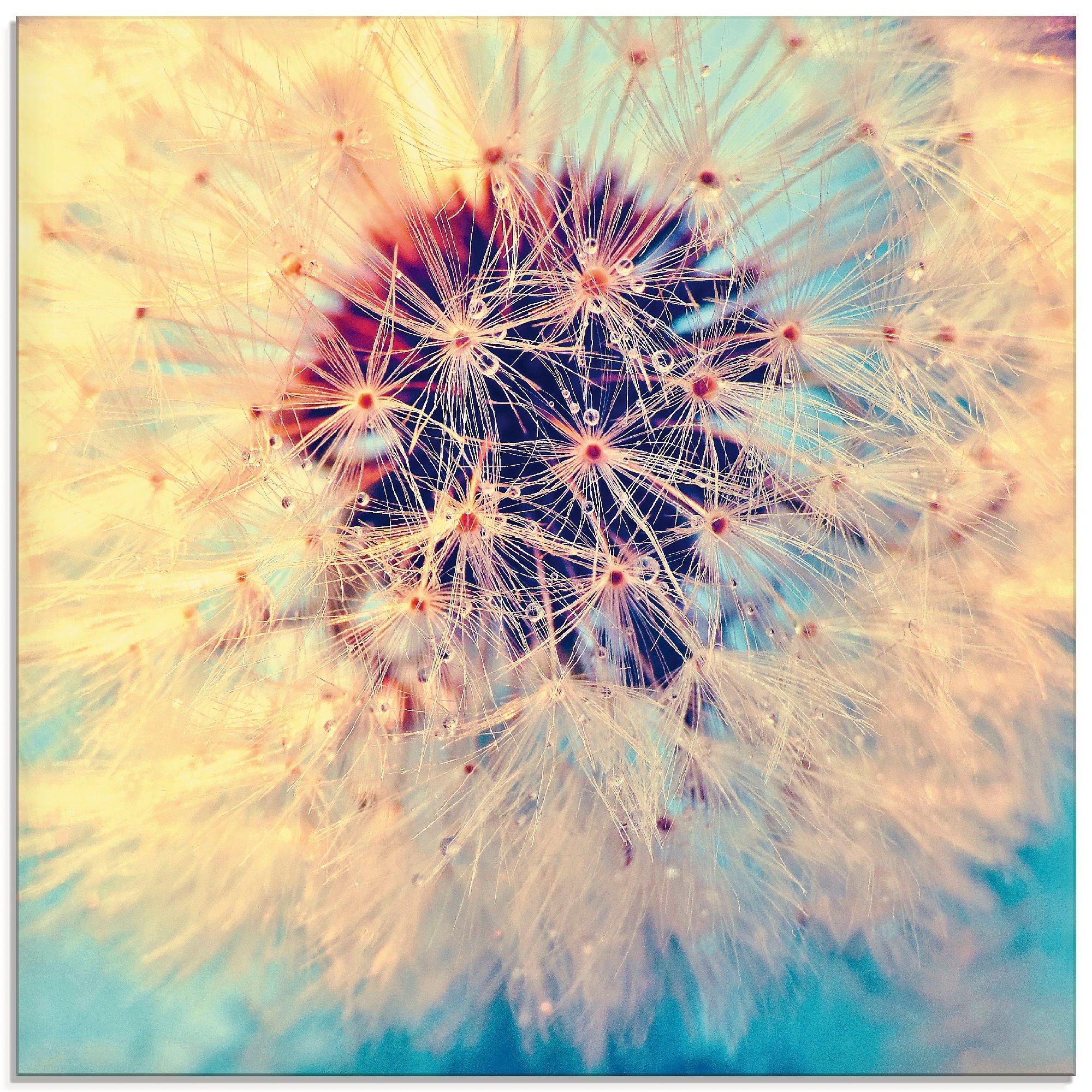 Image of Artland Glasbild "Pusteblume ganz nah" Blumen 1 Stk. tlg. in verschiedenen Grössen