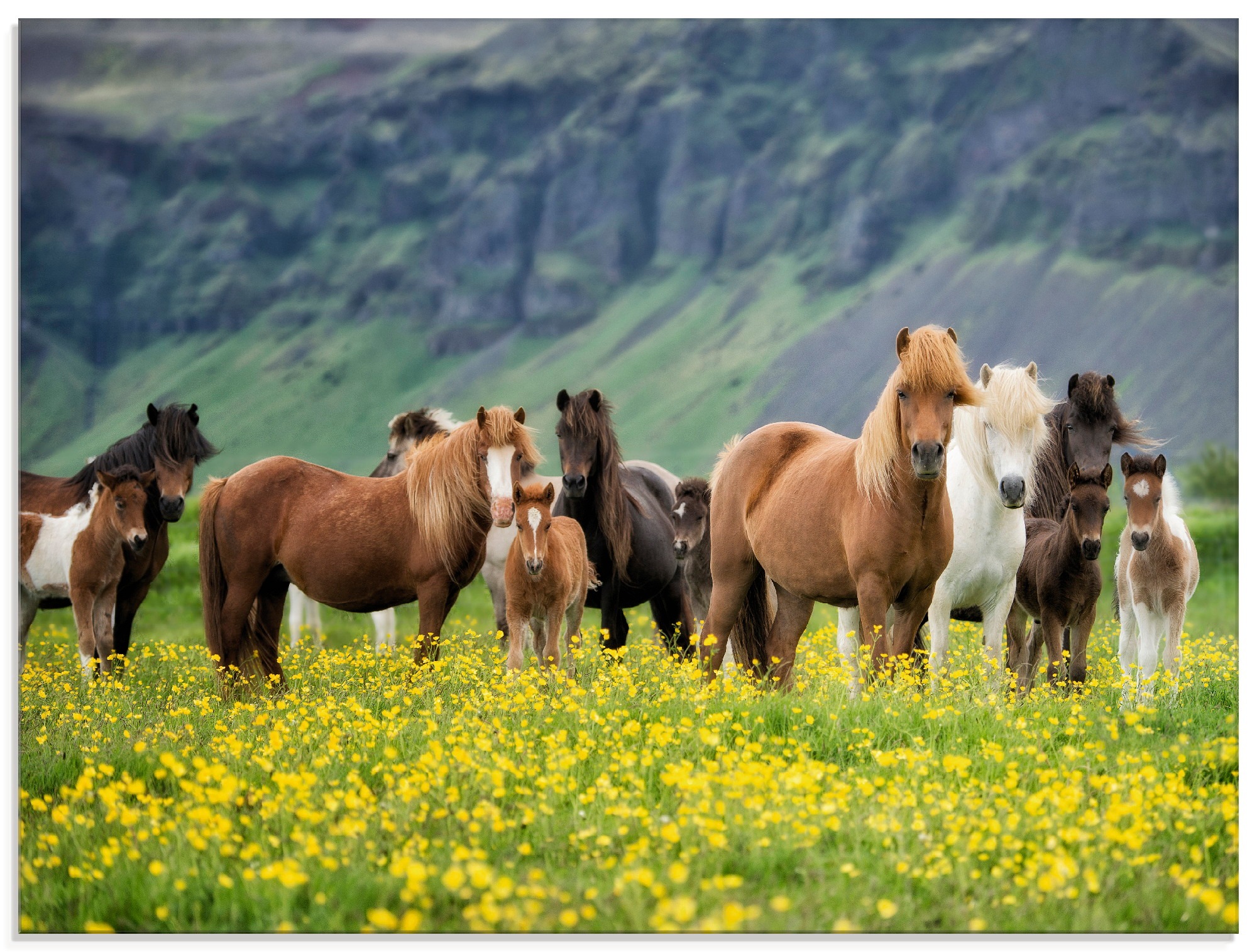 Image of Artland Glasbild »Isländische Pferde VII«, Haustiere, (1 St.) bei Ackermann Versand Schweiz