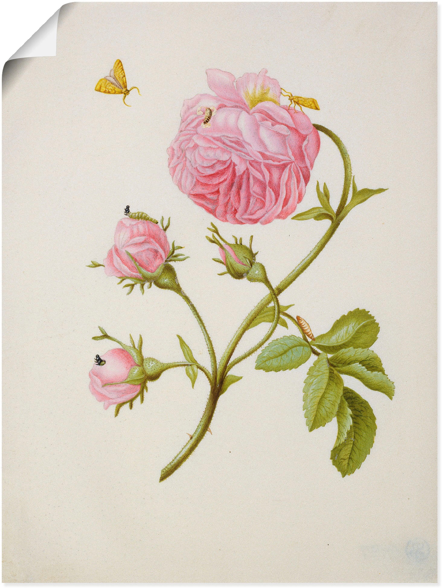 Artland Kunstdruck »Buschröschen Miniermotte, Larve, Puppe«, Blumen, (1 St.), als Leinwandbild, Wandaufkleber oder Poster in versch. Grössen