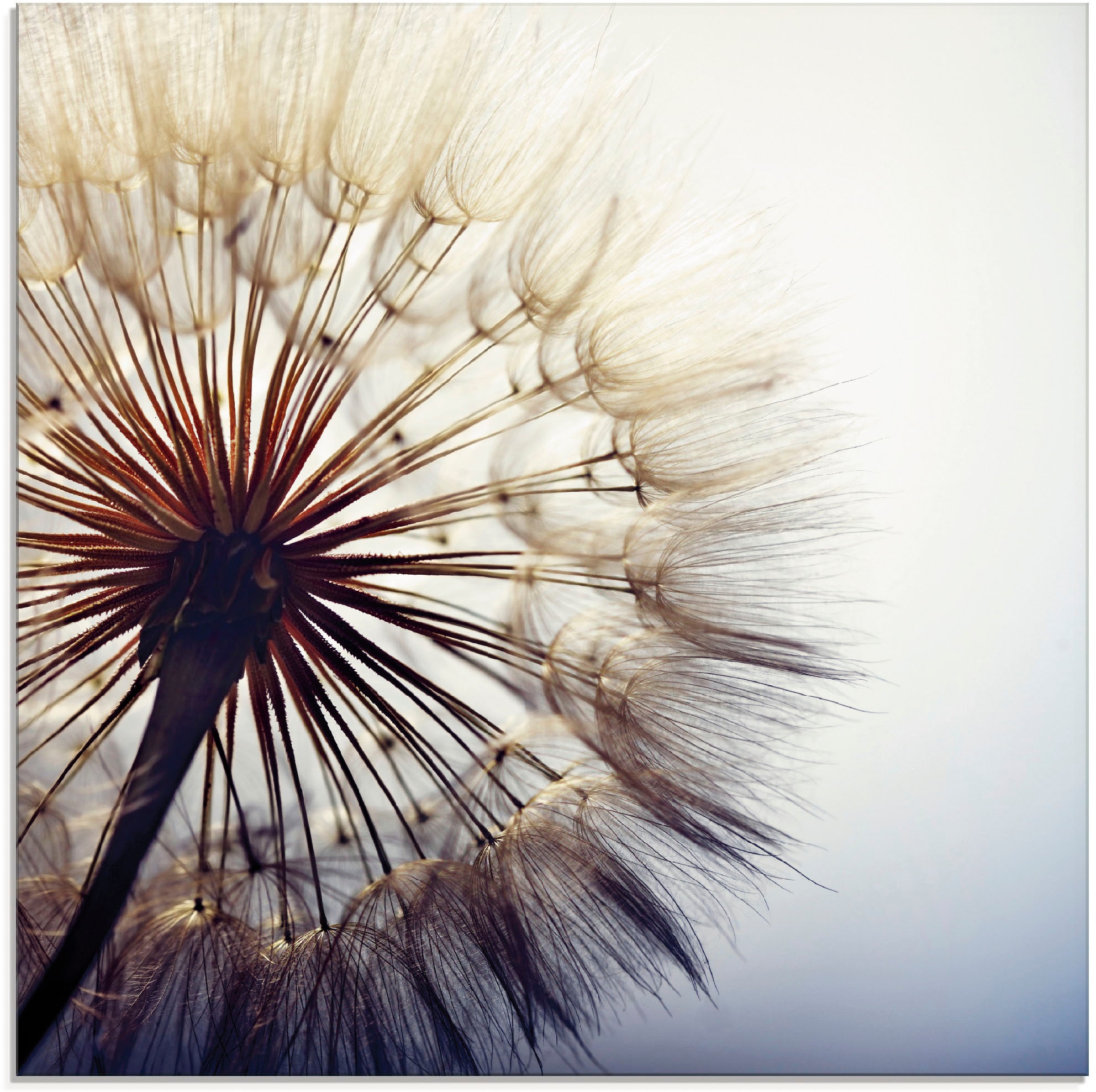 Image of Artland Glasbild "Grosse Pusteblume" Blumen 1 Stk. tlg. in verschiedenen Grössen