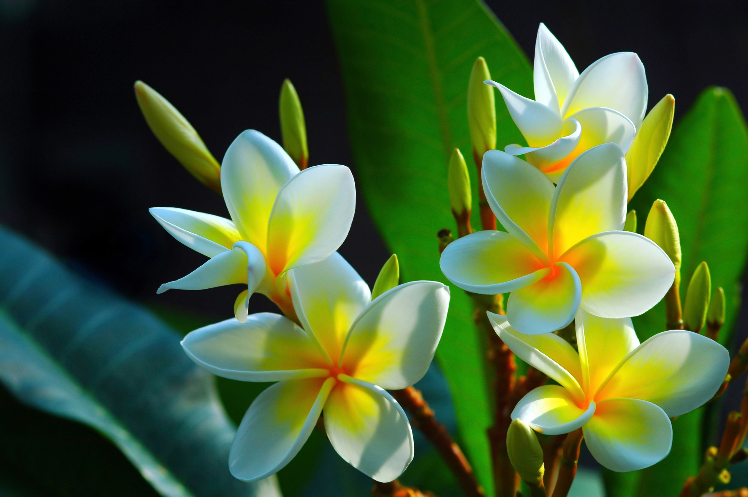 Image of Papermoon Fototapete "FRANGIPANI-BLUMEN PLUMERIA PFLANZE JASMIN BLÜTEN BAUM"