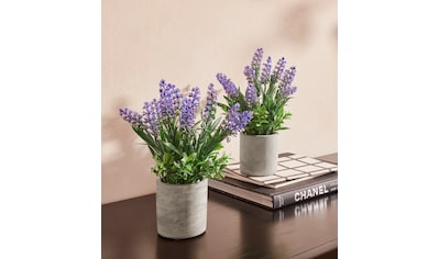 I.GE.A. Kunstpflanze »Lavendel«, Im Keramiktopf günstig kaufen