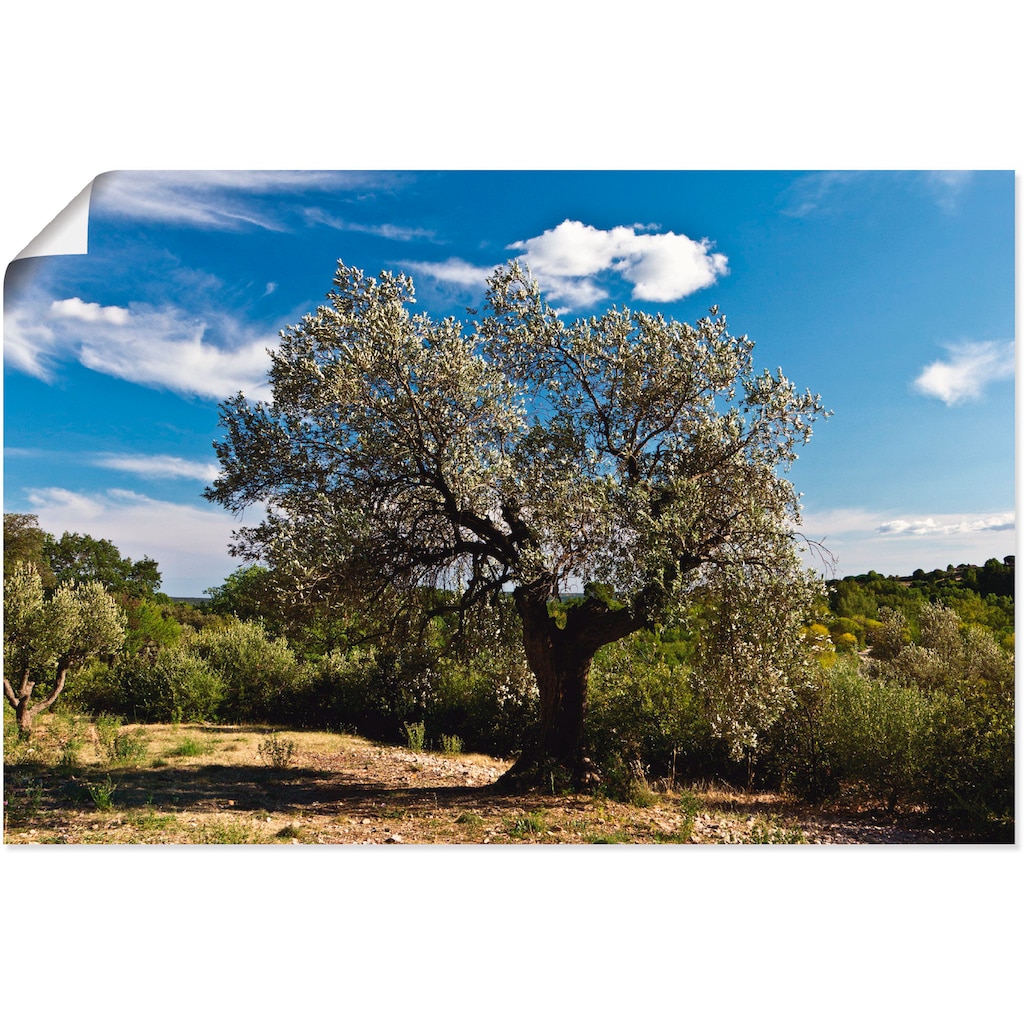 Artland Wandbild »Olivenbaum in Südfrankreich«, Bäume, (1 St.)