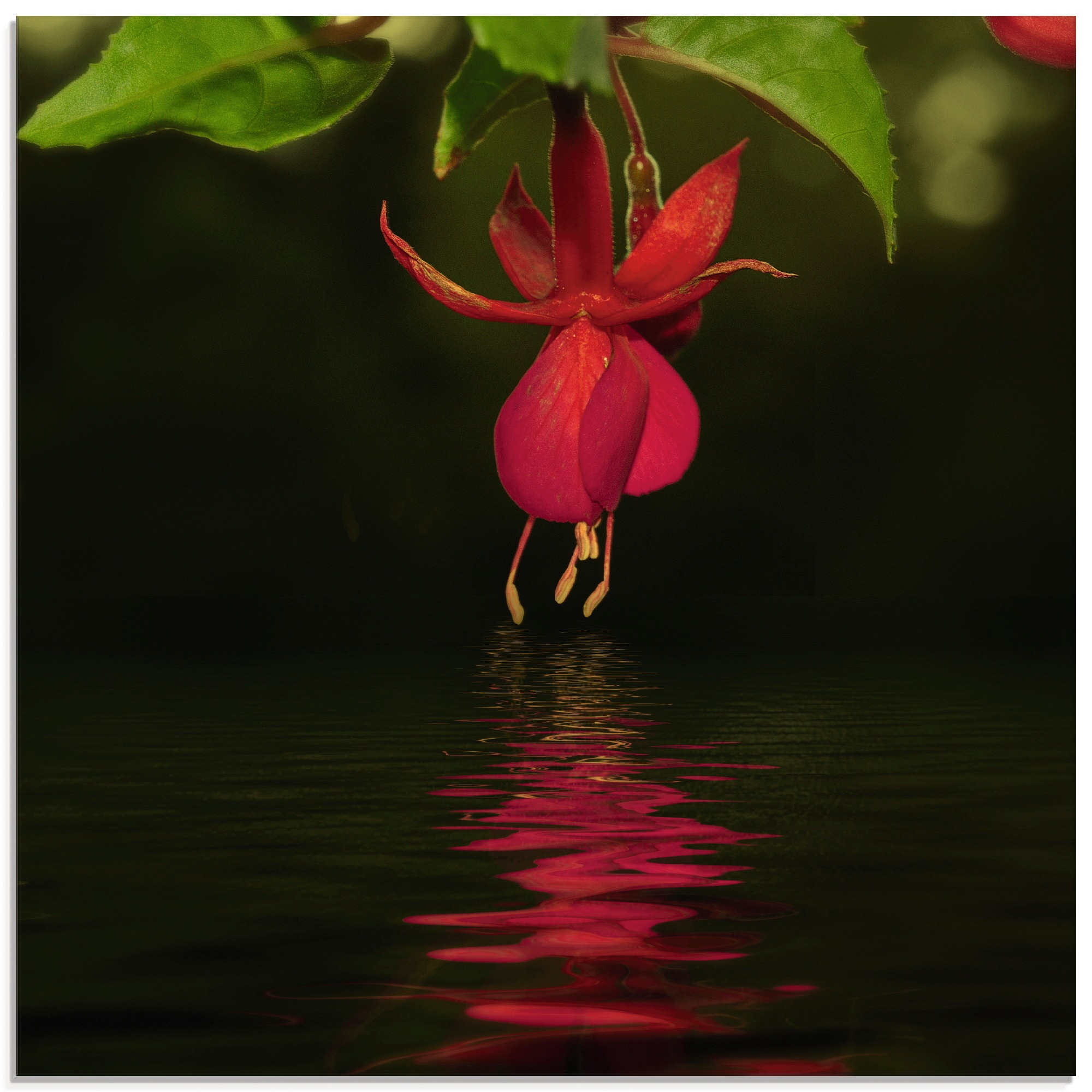 Image of Artland Glasbild »Fuchsie«, Zen, (1 St.) bei Ackermann Versand Schweiz