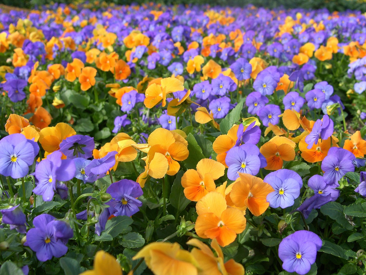 Image of Papermoon Fototapete »Farbenfrohe Blumen«, Vliestapete, hochwertiger Digitaldruck bei Ackermann Versand Schweiz