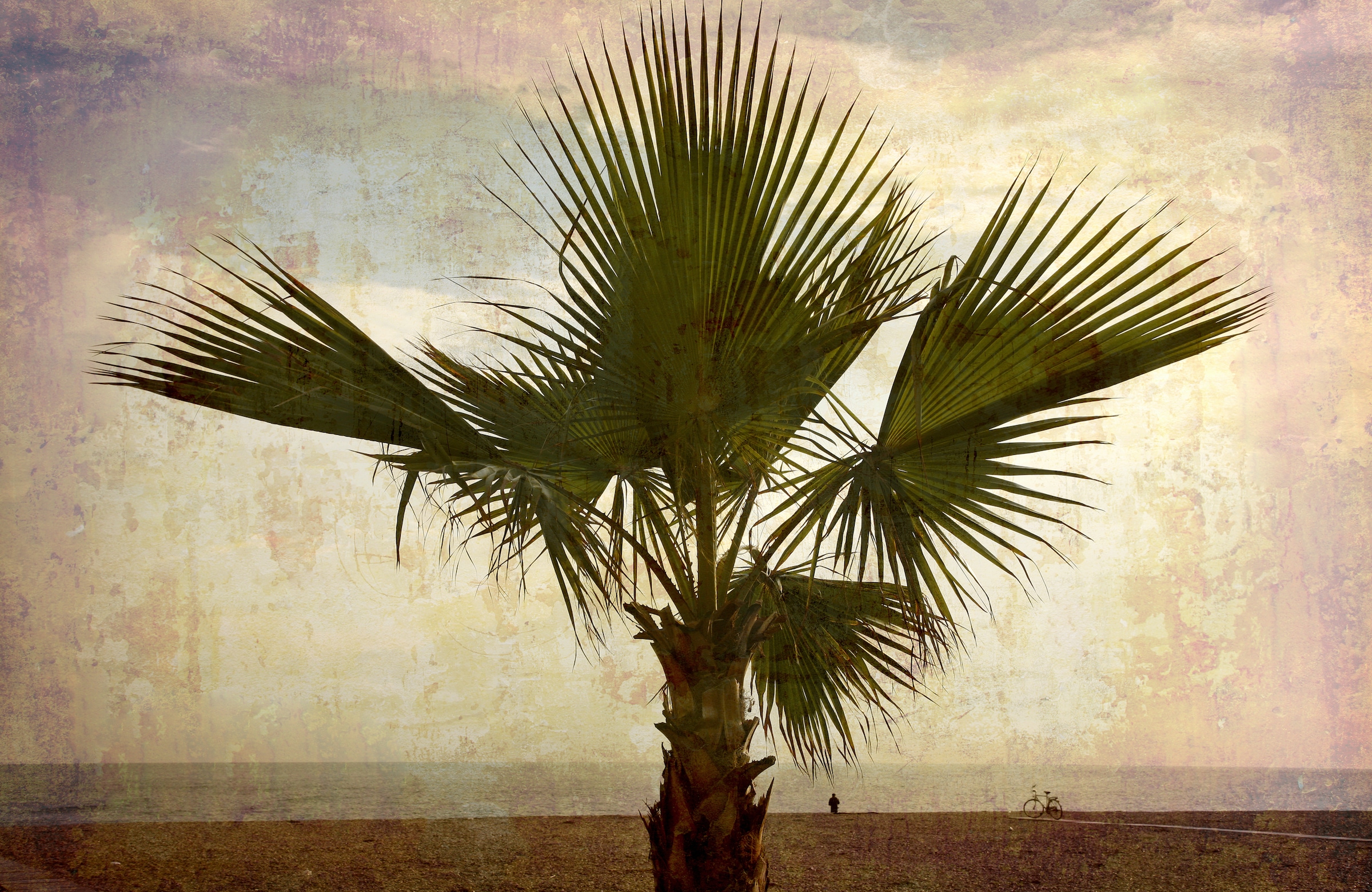 Image of Papermoon Fototapete "PALMEN-NATUR LANDSCHAFT STRAND MEER PALME BÄUME BAUM"