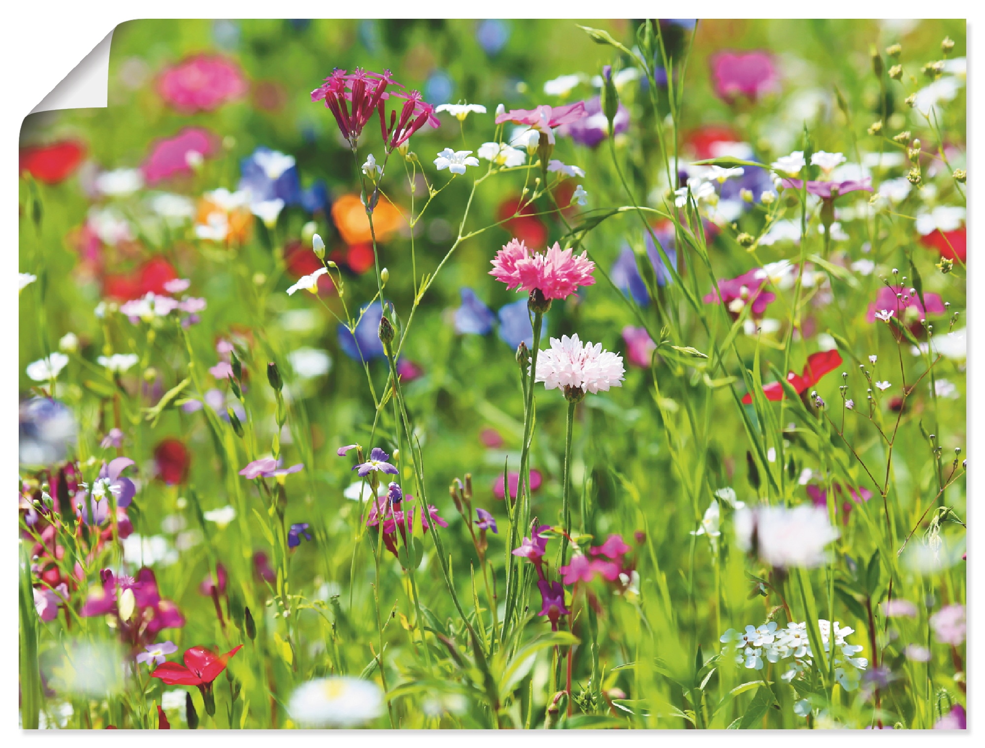 Image of Artland Wandbild "Blumenwiese I" Blumenwiese 1 Stk. tlg. als Leinwandbild, Poster in verschied. Grössen