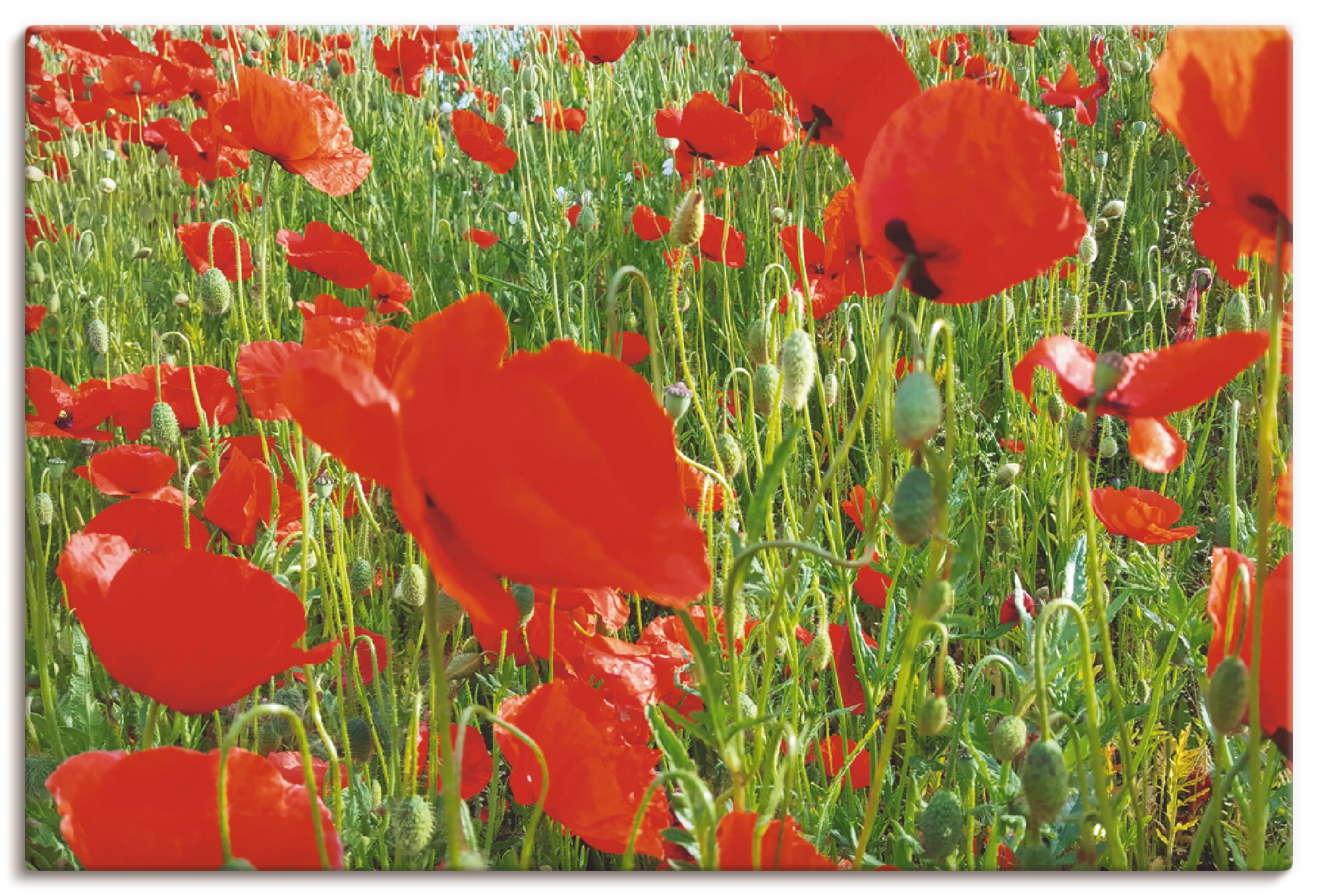 Image of Artland Wandbild »Mohnblumenwiese«, Blumen, (1 St.), in vielen Grössen & Produktarten - Alubild / Outdoorbild für den Aussenbereich, Leinwandbild, Poster, Wandaufkleber / Wandtattoo auch für Badezimmer geeignet bei Ackermann Versand Schweiz