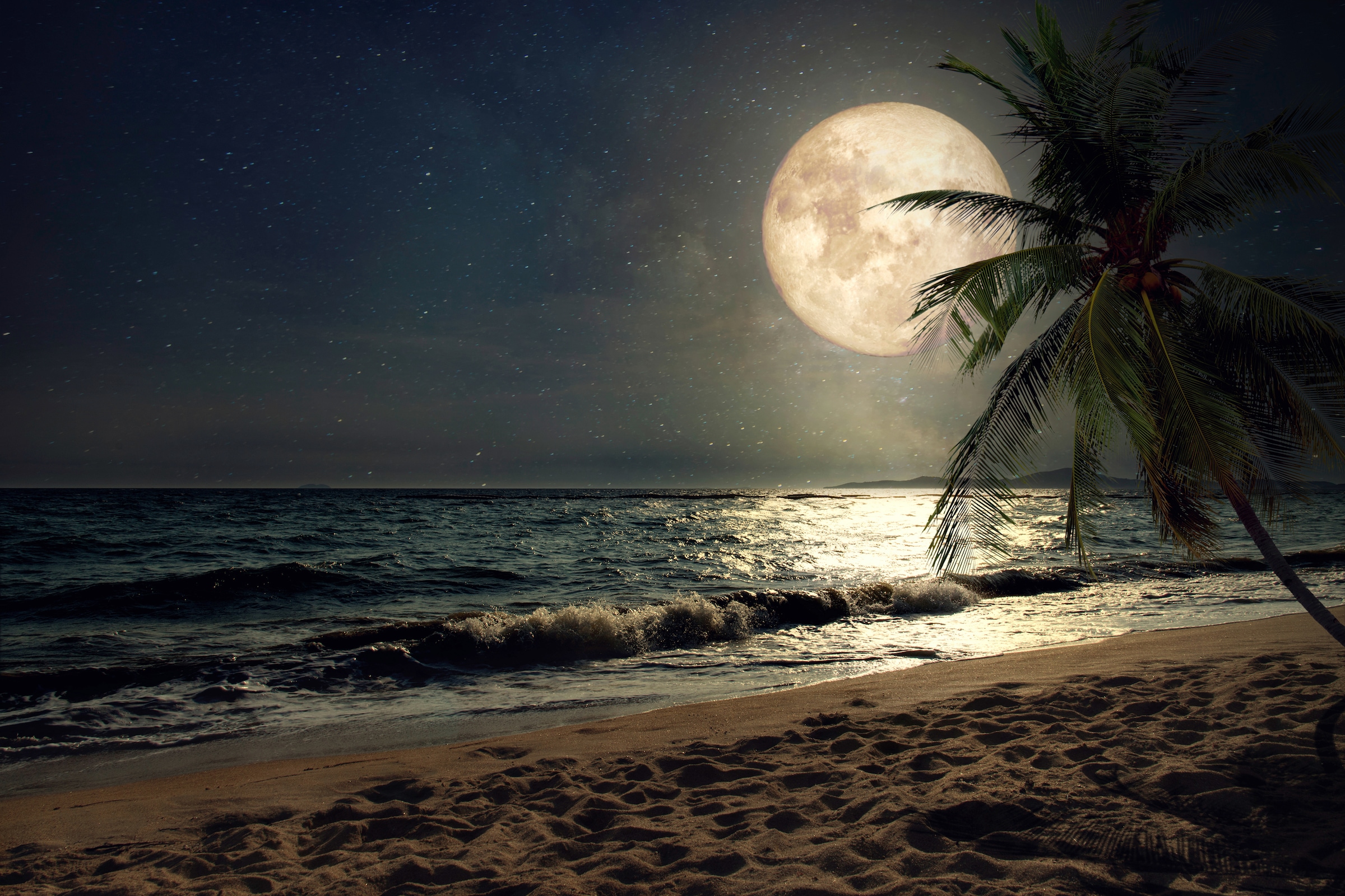Image of Papermoon Fototapete "STRAND-NATUR PALMEN MEER DÜNEN MOND PALME LANDSCHAFT"