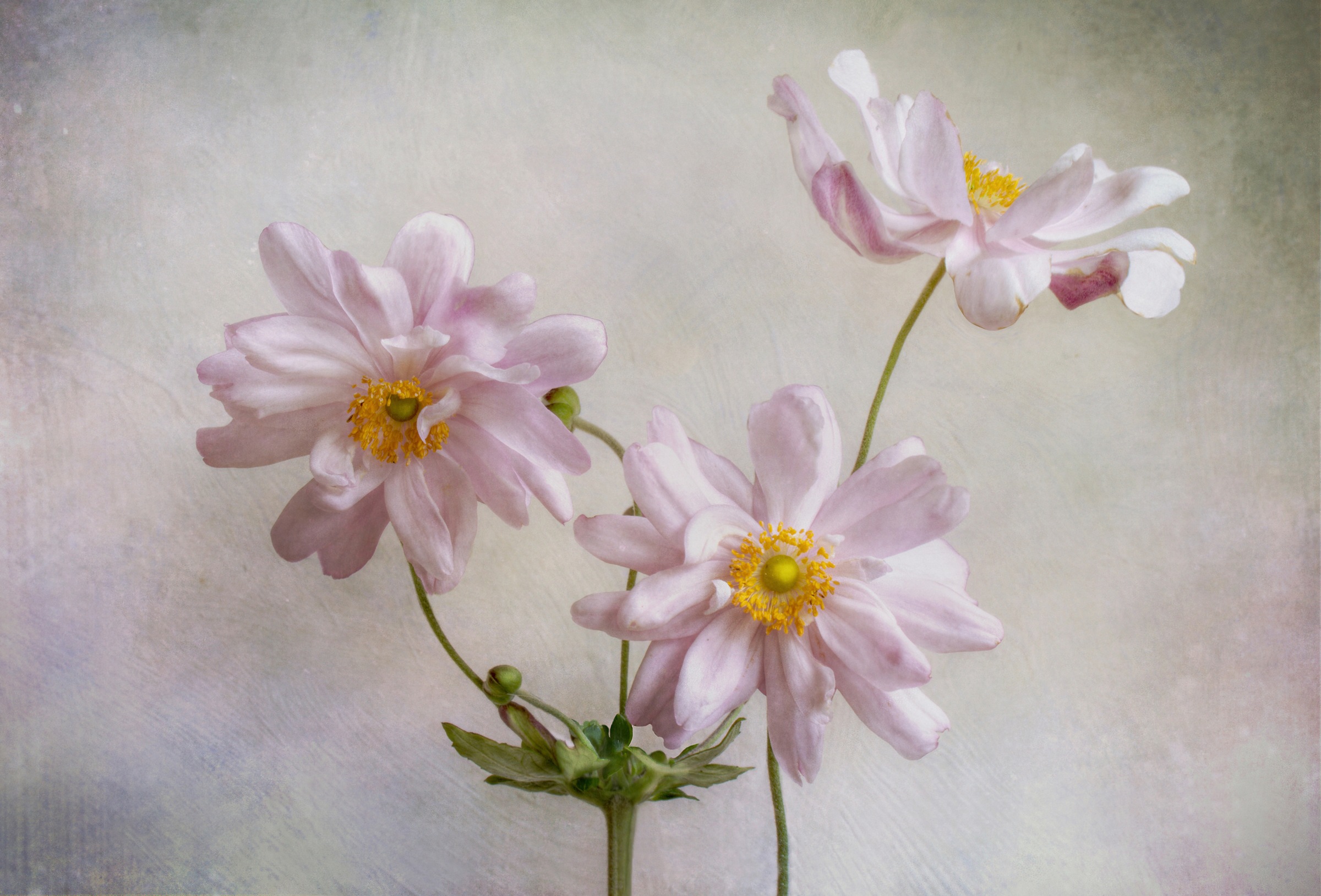 Image of Papermoon Fototapete »Photo-Art MANDY DISHER, ANEMONEN«, Vliestapete, hochwertiger Digitaldruck, inklusive Kleister bei Ackermann Versand Schweiz