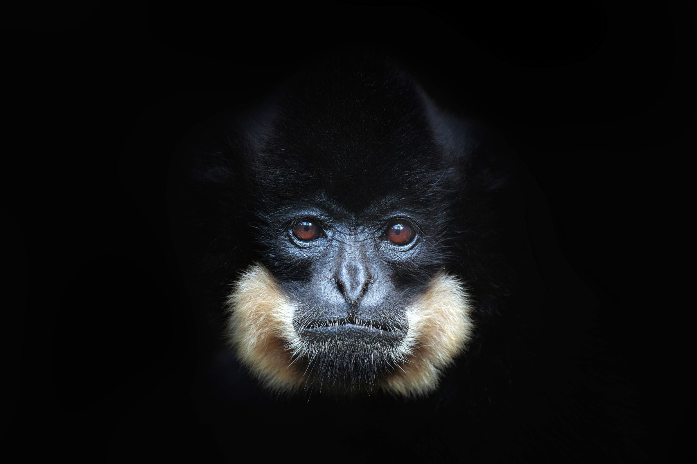 Image of Papermoon Fototapete »GELBERCHEEKED GIBBON-MENSCHEN AFFE VIETNAM PORTRÄT«, Vliestapete, hochwertiger Digitaldruck, inklusive Kleister bei Ackermann Versand Schweiz