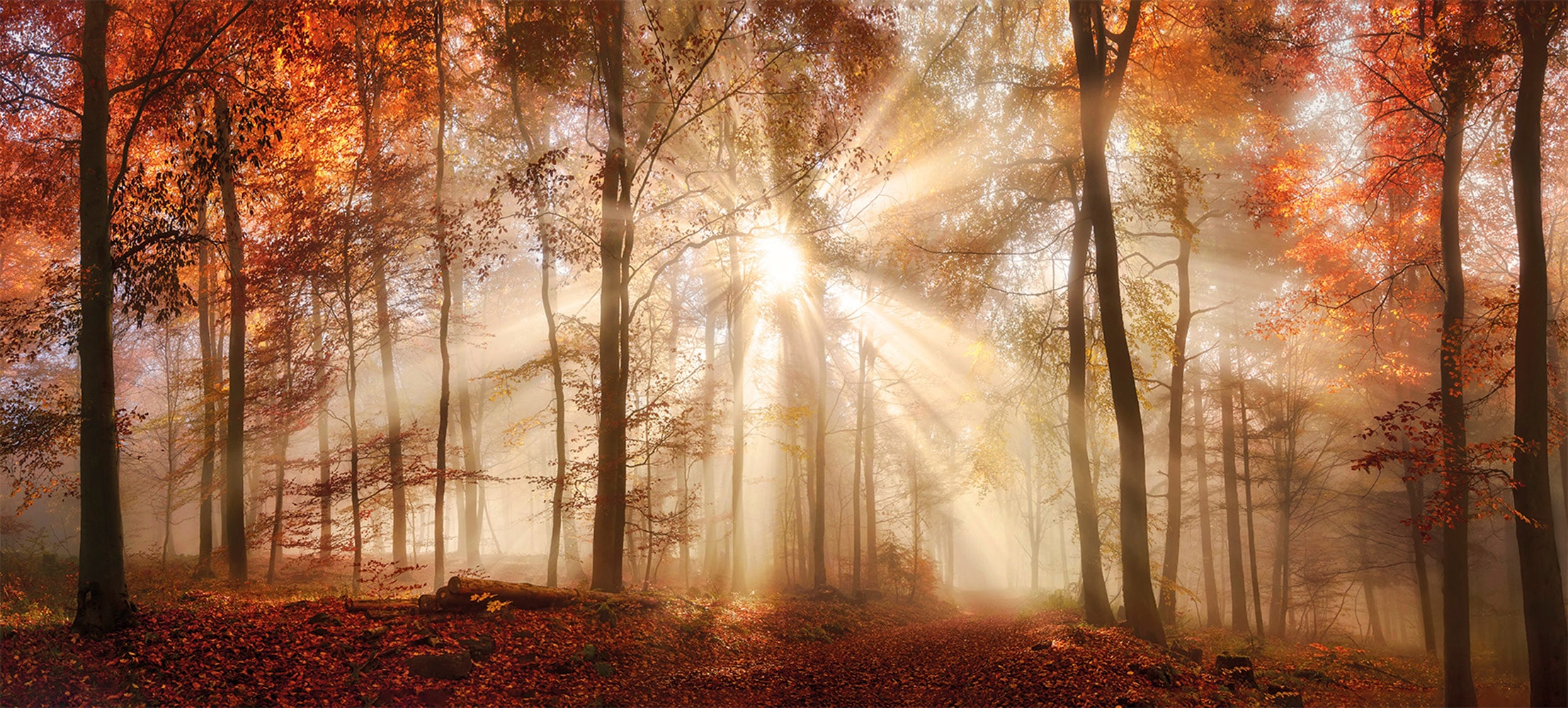 Image of Bönninghoff Bild "Wandbild HERBSTWALD XXL 90x200 cm – Leinwandbild Keilrahmen Deko" Sonnenaufgang & -untergang Wald Waldbilder auf Keilrahmen gespannt