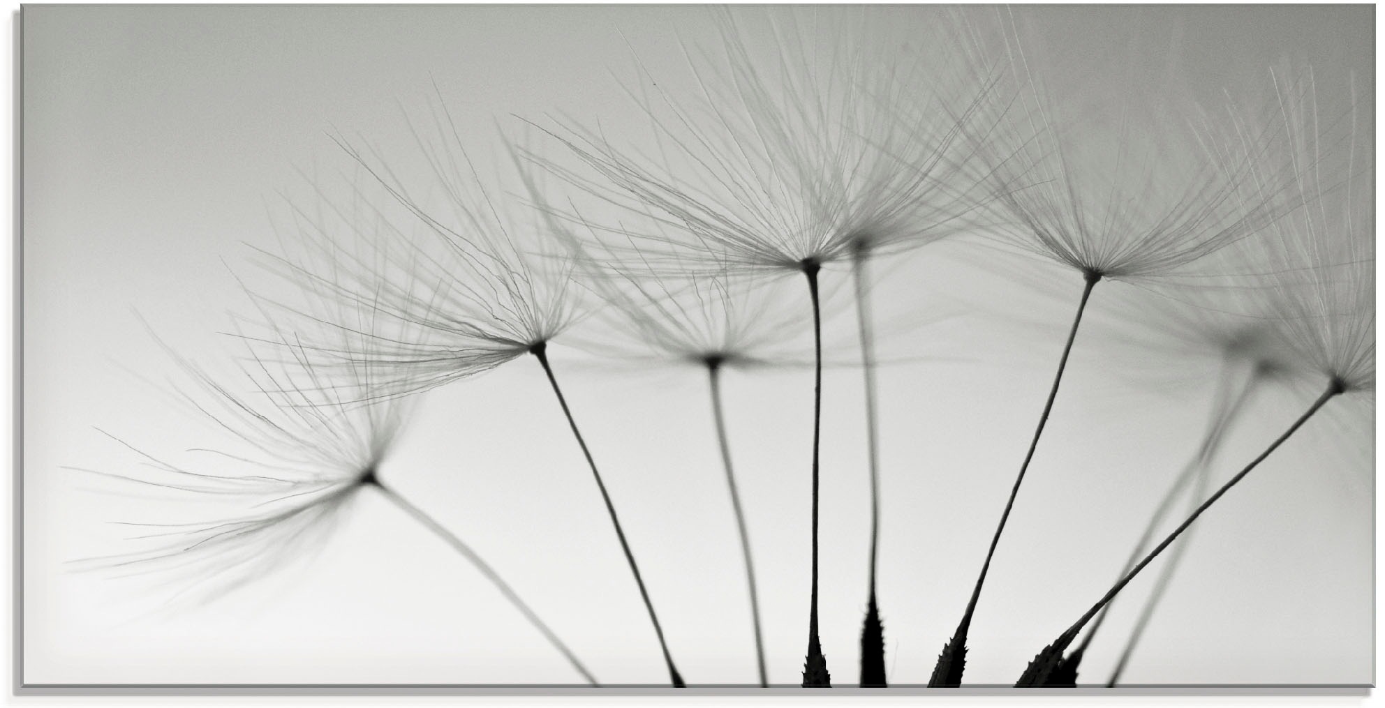 Image of Artland Glasbild »Pusteblumen-Samen«, Blumen, (1 St.) bei Ackermann Versand Schweiz