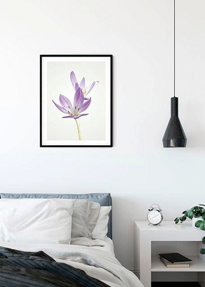 Komar Image »Autumn Crocus« 1 cuis tlg. Wandbild zur Dekoration - ohne Rahmen
