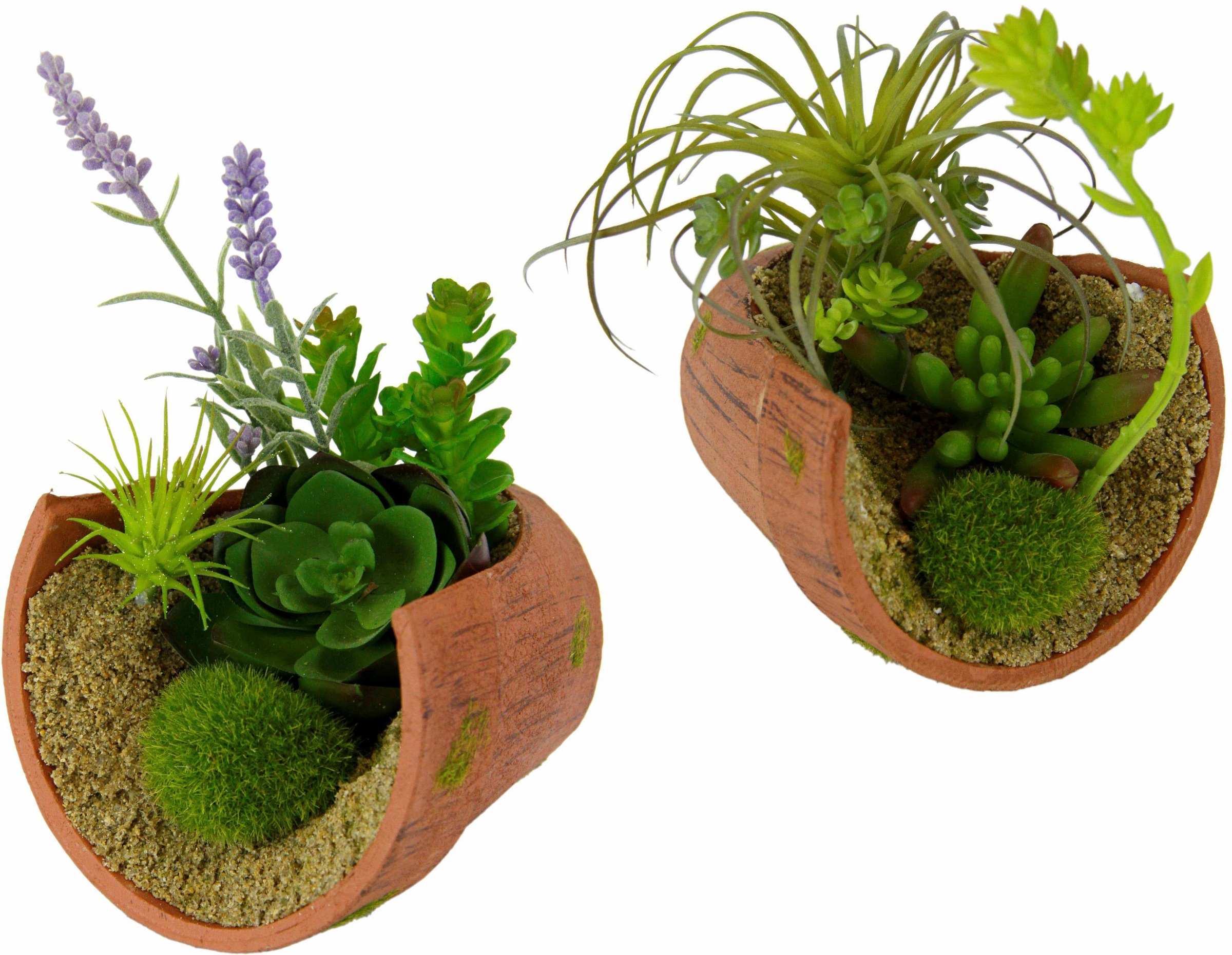 Image of I.GE.A. Kunstpflanze »Succulente«, (Set, 2 St.) bei Ackermann Versand Schweiz