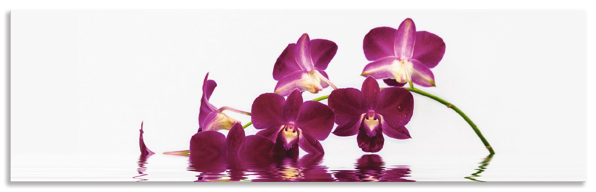 Image of Artland Küchenrückwand »Phalaenopsis Orchidee«, (1 tlg.), selbstklebend in vielen Grössen - Spritzschutz Küche hinter Herd u. Spüle als Wandschutz vor Fett, Wasser u. Schmutz - Rückwand, Wandverkleidung aus Alu bei Ackermann Versand Schweiz