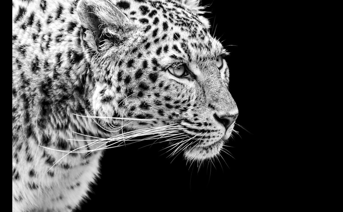 Image of Papermoon Fototapete "Leopard Schwarz & Weiss"