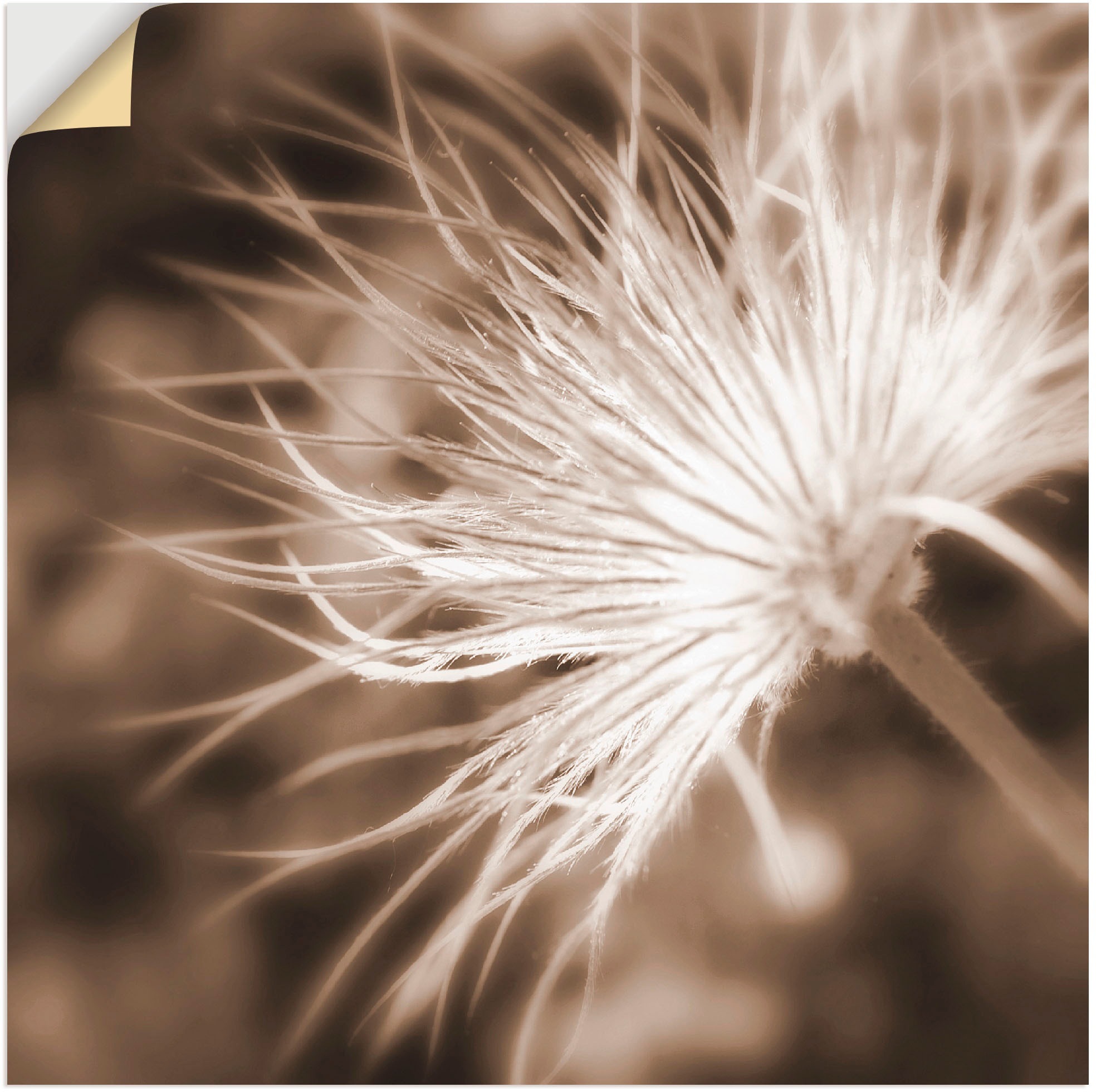 Image of Artland Wandbild »leicht wie eine Feder«, Blumen, (1 St.), in vielen Grössen & Produktarten -Leinwandbild, Poster, Wandaufkleber / Wandtattoo auch für Badezimmer geeignet bei Ackermann Versand Schweiz