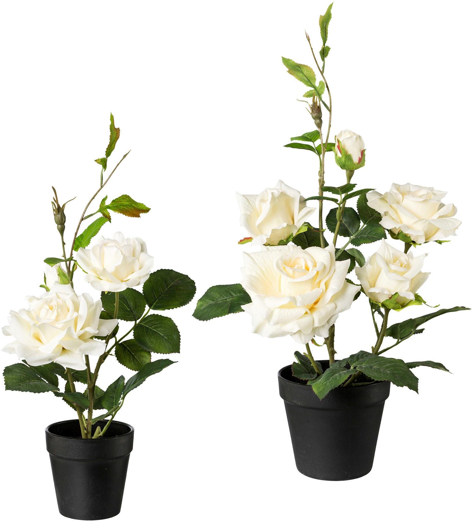 Image of Creativ green Künstliche Zimmerpflanze, (2 St.), 2er Set bei Ackermann Versand Schweiz