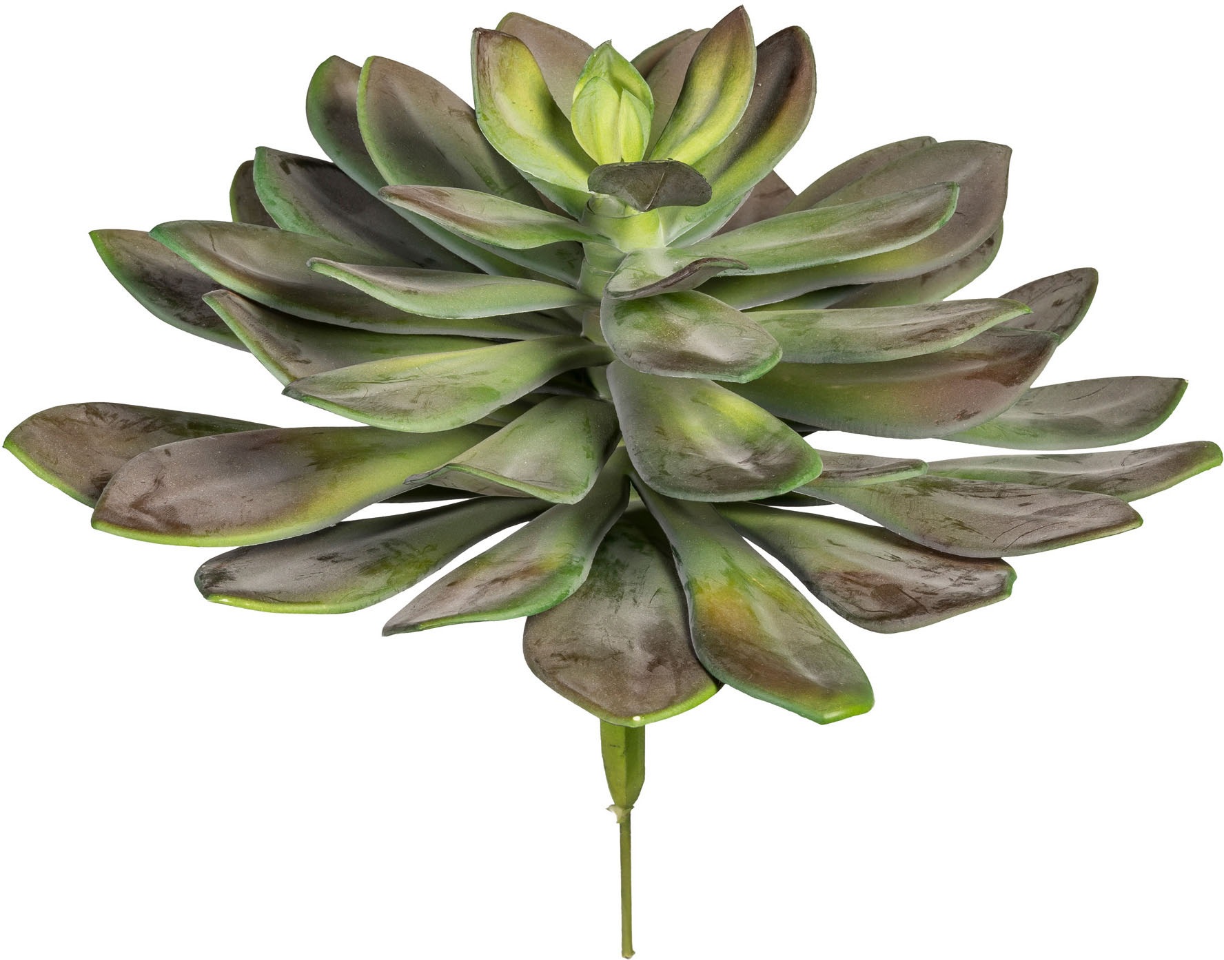 Image of Creativ green Kunstpflanze »Echeveria XXL«, (1 St.) bei Ackermann Versand Schweiz