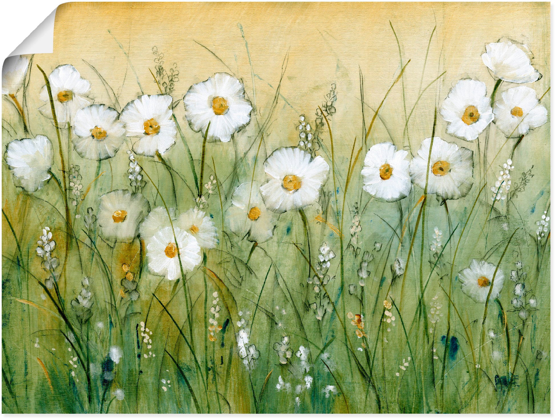 Image of Artland Wandbild "Gänseblümchenfrühling II" Blumen 1 Stk. tlg. als Alubild, Leinwandbild, Poster in verschied. Grössen