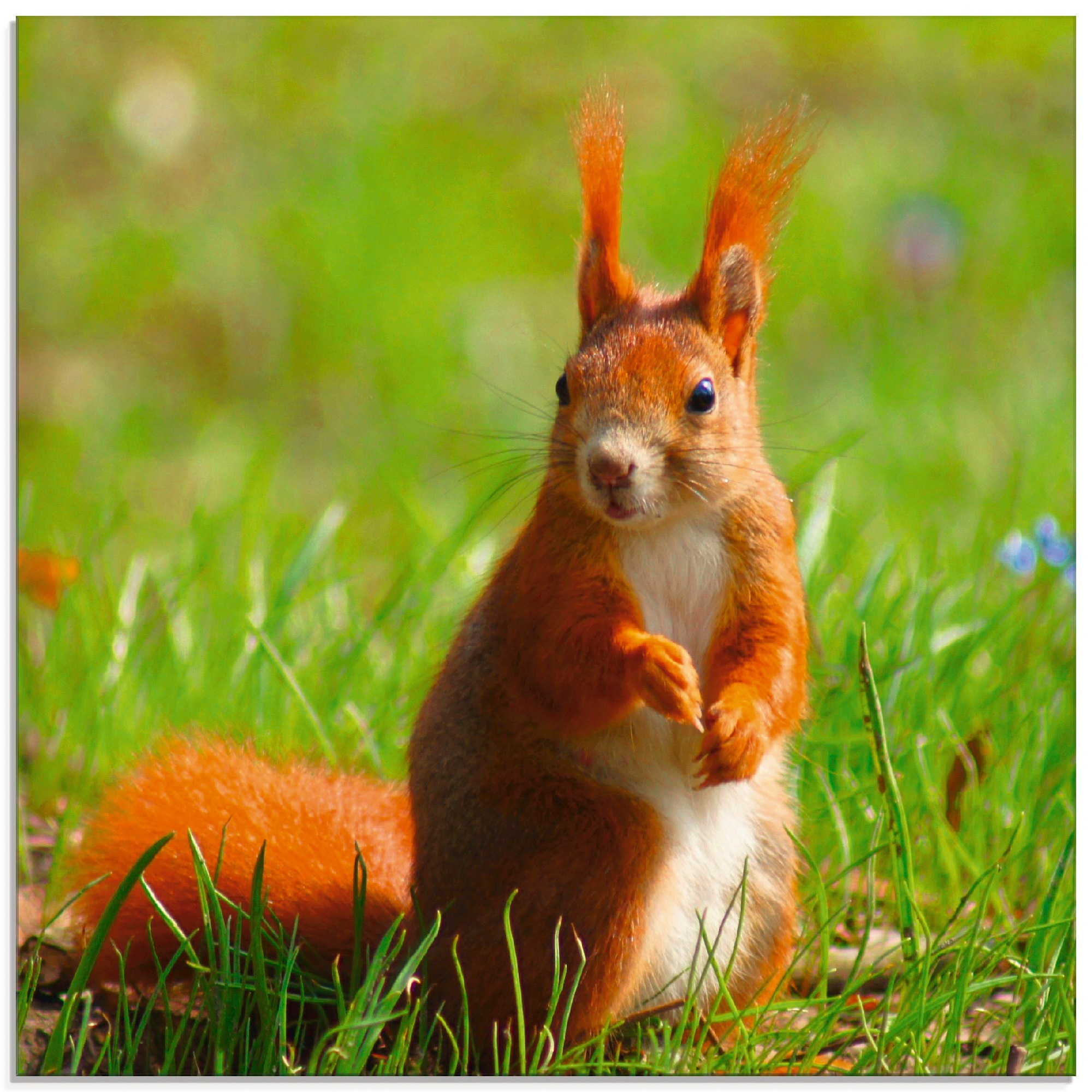 Image of Artland Glasbild "Eichhörnchen Kontakt" Wildtiere 1 Stk. tlg. in verschiedenen Grössen