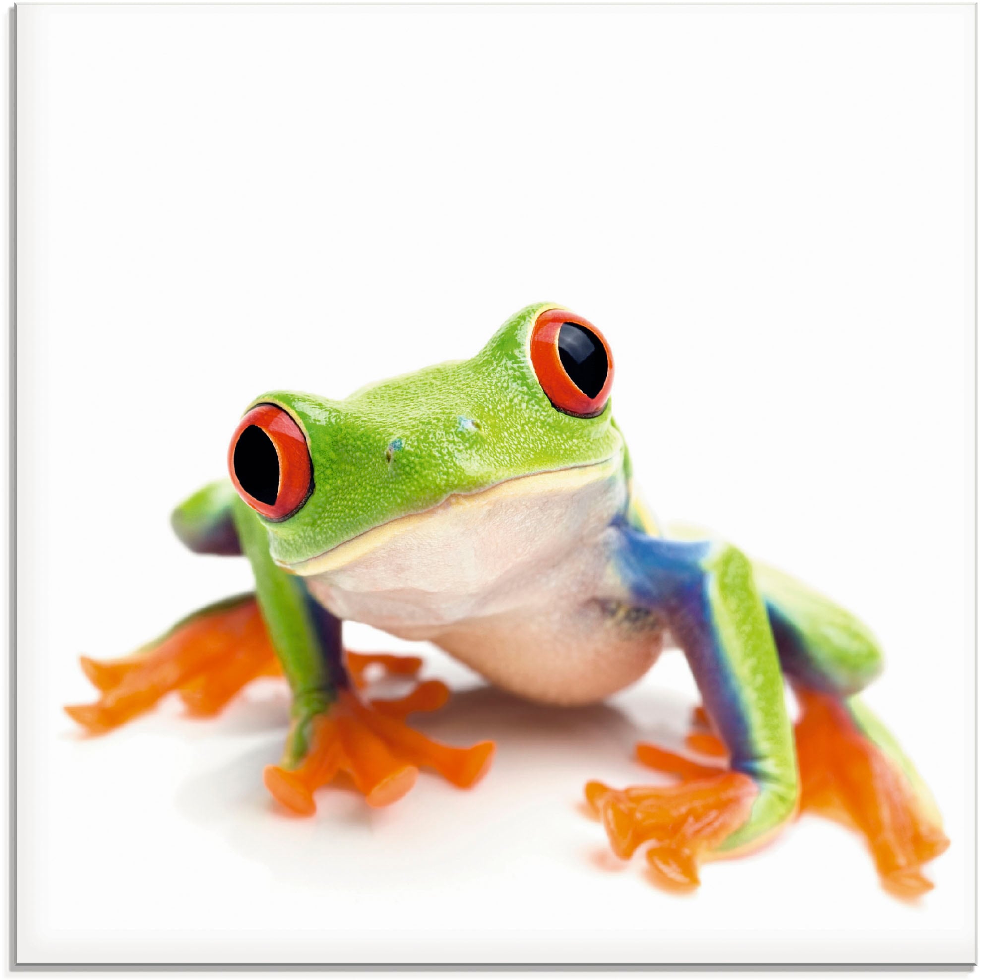 Image of Artland Glasbild "Grossaufnahme eines Frosches vor weiss" Wassertiere 1 Stk. tlg. in verschiedenen Grössen