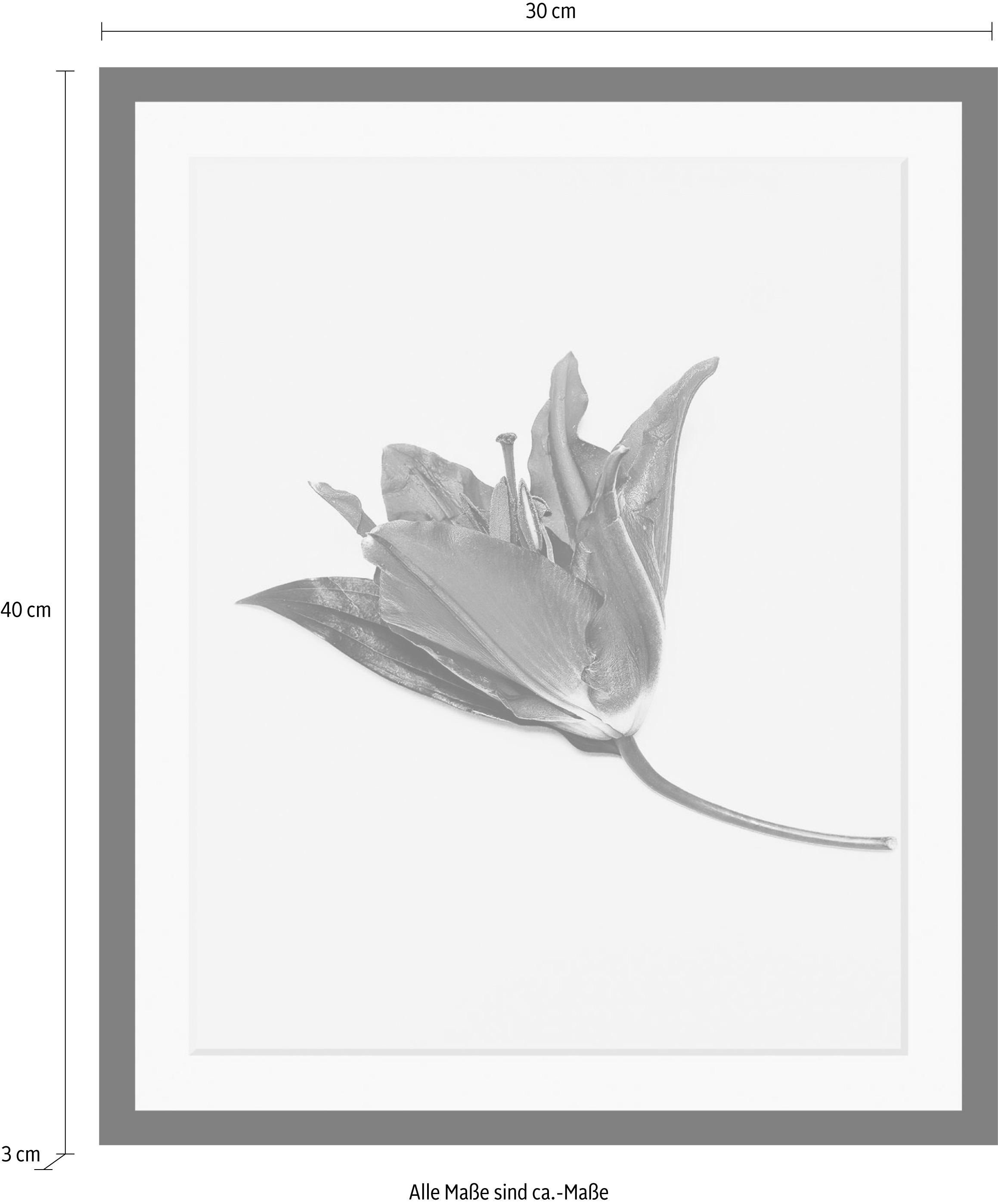 queence Bild »Blume« Blumen | Blumenbilder | Kunst | Pflanzen HD Premium Poster-Druck inkl. Holzrahmen