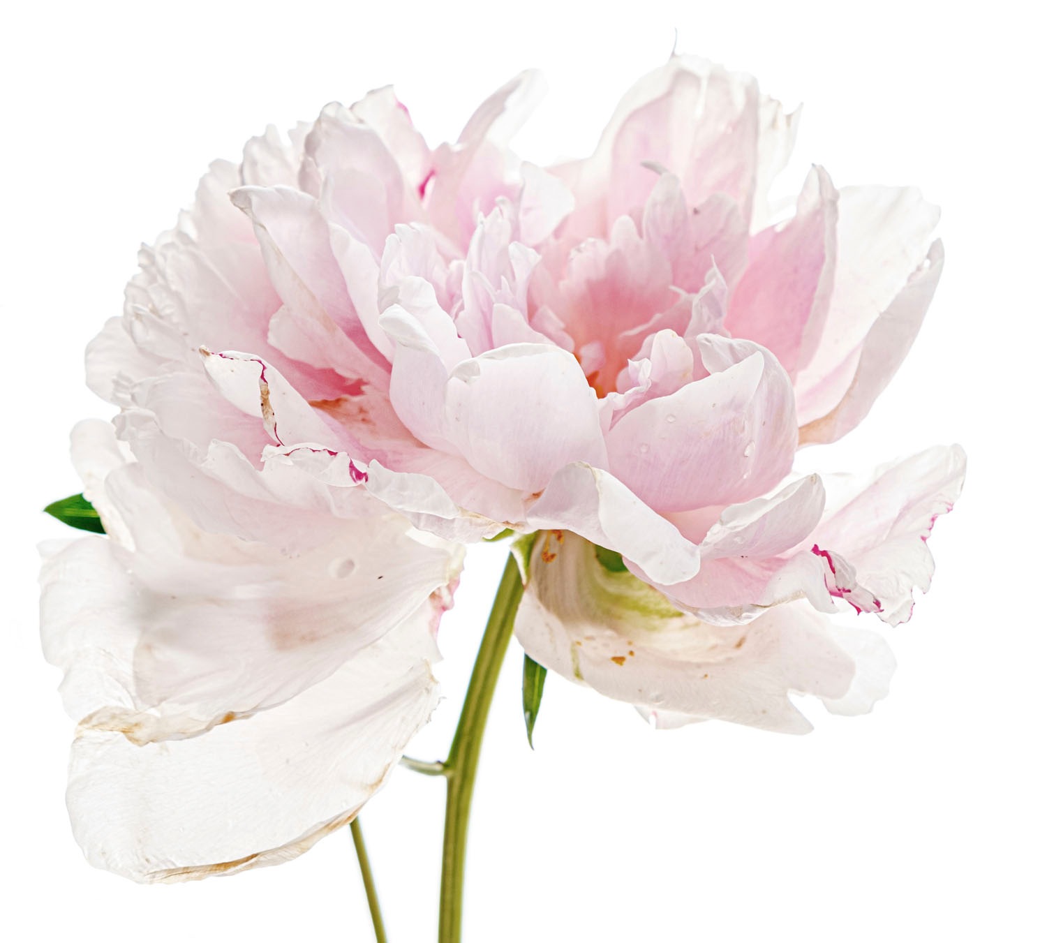 Image of queence Wandtattoo "Annalena" Wandbild, Sticker, rosa, Blume, Blüte, selbstklebend
