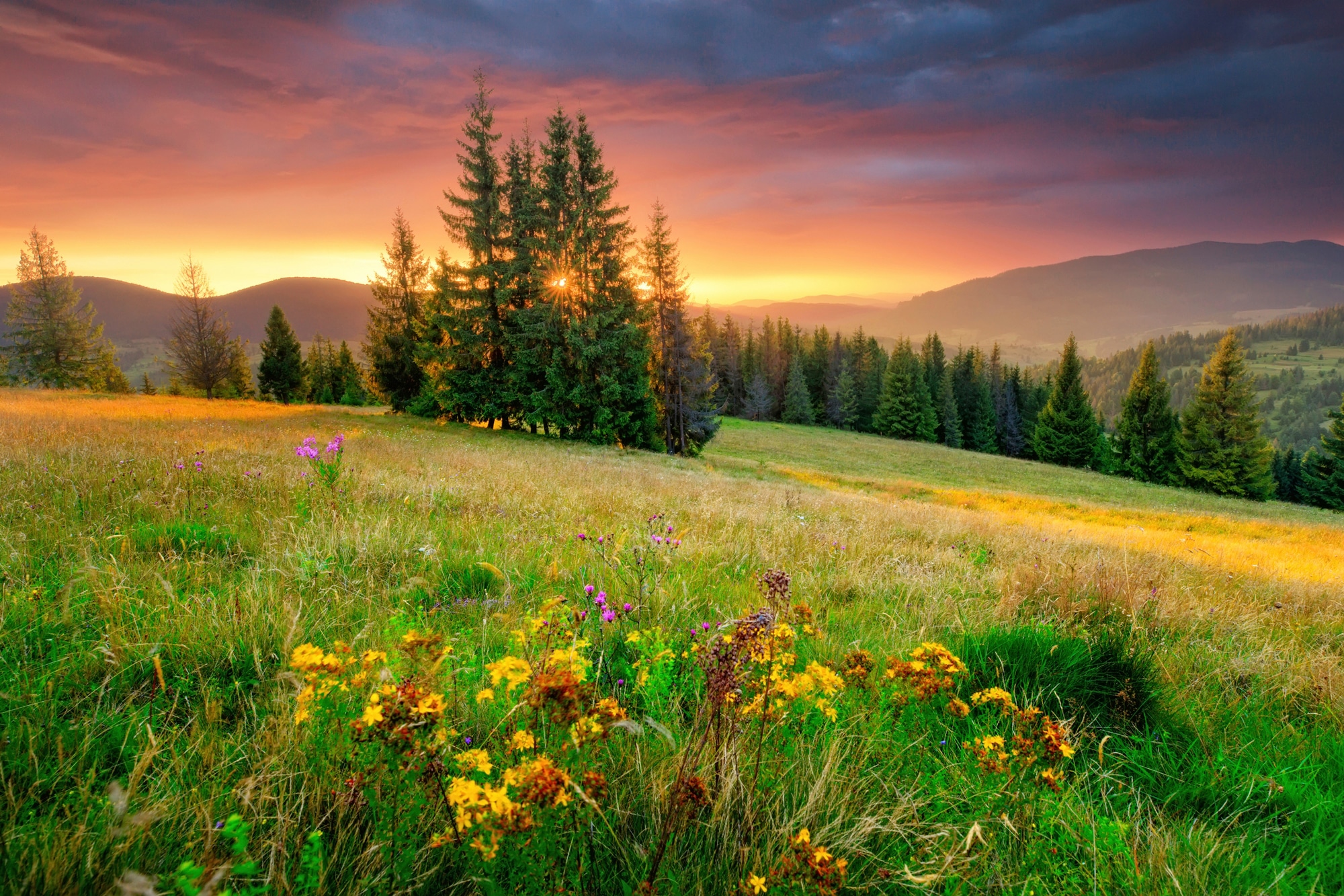 Image of Papermoon Fototapete "BLUMEN-WIESE-GEBIRGE NATUR NEBEL GRÜN SONNE BERG HIMMEL"