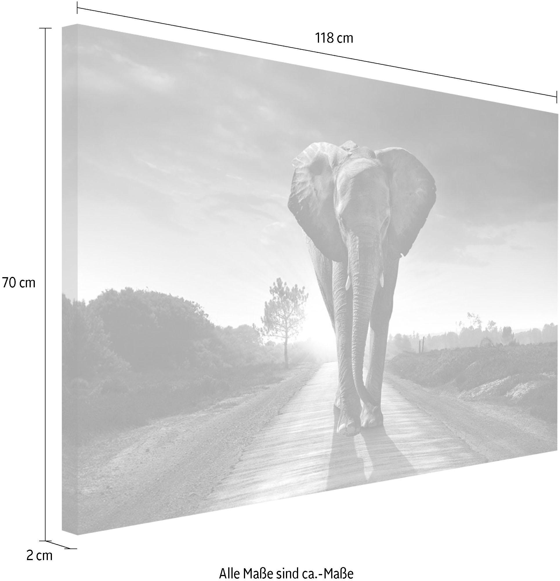 Reinders! Wandbild »Elefant König« jetzt kaufen