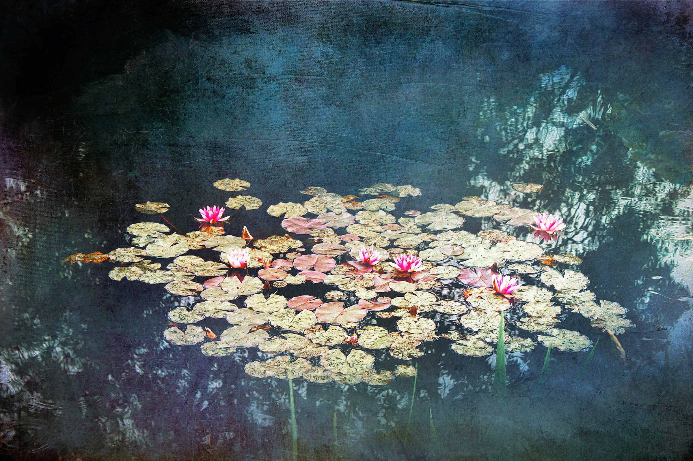 Image of DELAVITA Kunstdruck »WÜSTENHAGEN / Wasserlilien«, (auf Leinwand 80/3,5/60 cm) bei Ackermann Versand Schweiz