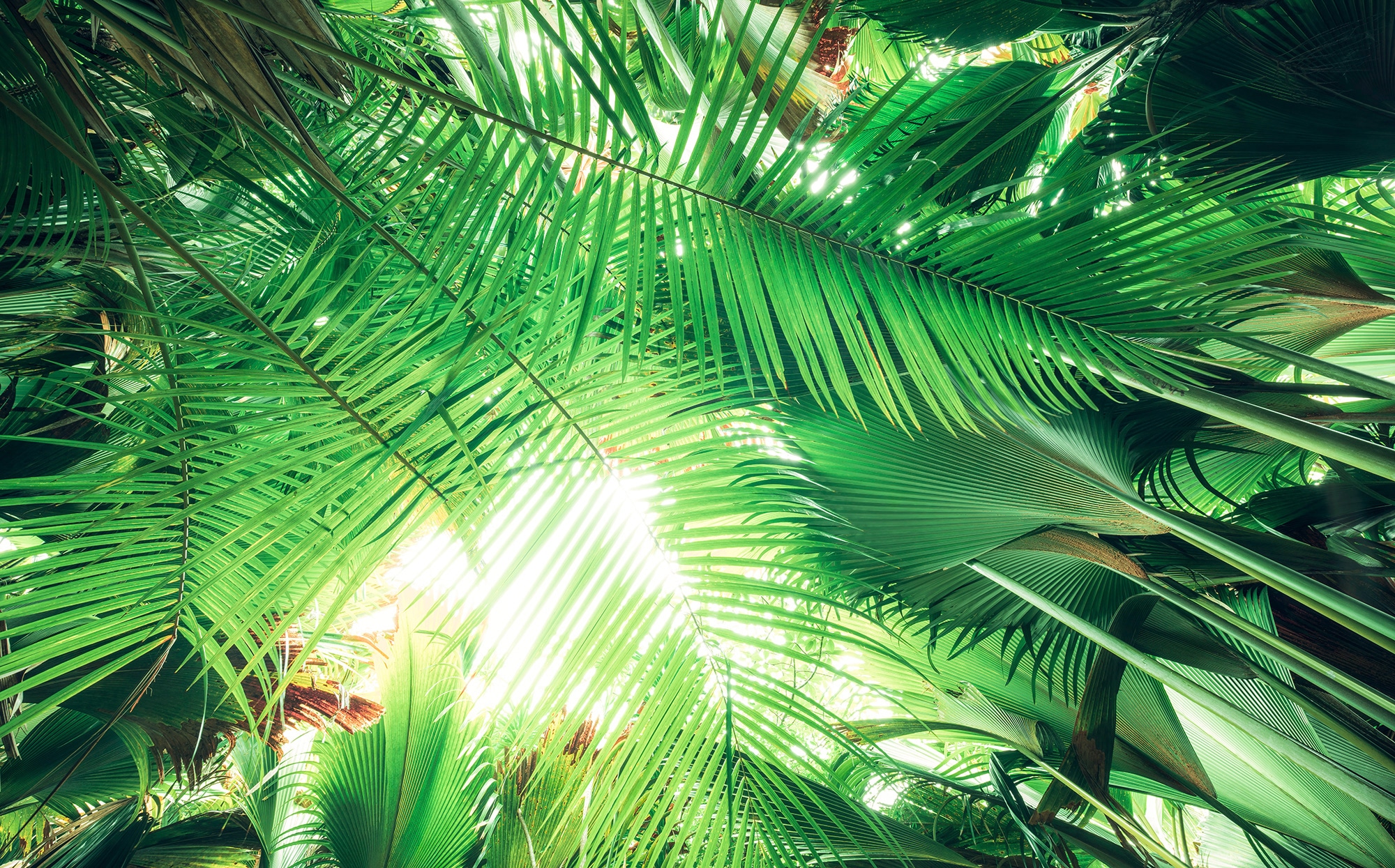 Image of Komar Vliestapete "Digitaldruck Vlies - Dschungeldach - Grösse 450 x 280 cm" bedruckt glatt Wohnzimmer, Schlafzimmer