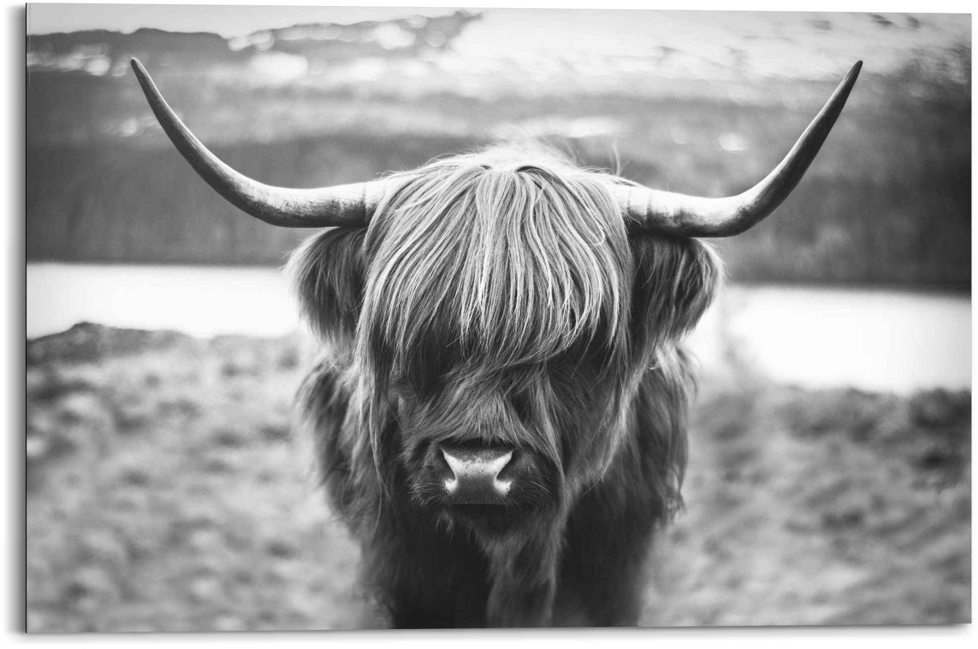 Image of Reinders Wandbild "Wandbild Schottische Hochlandrind Stier - Hörner - Hochplateau" Tiere 1 Stk. tlg.