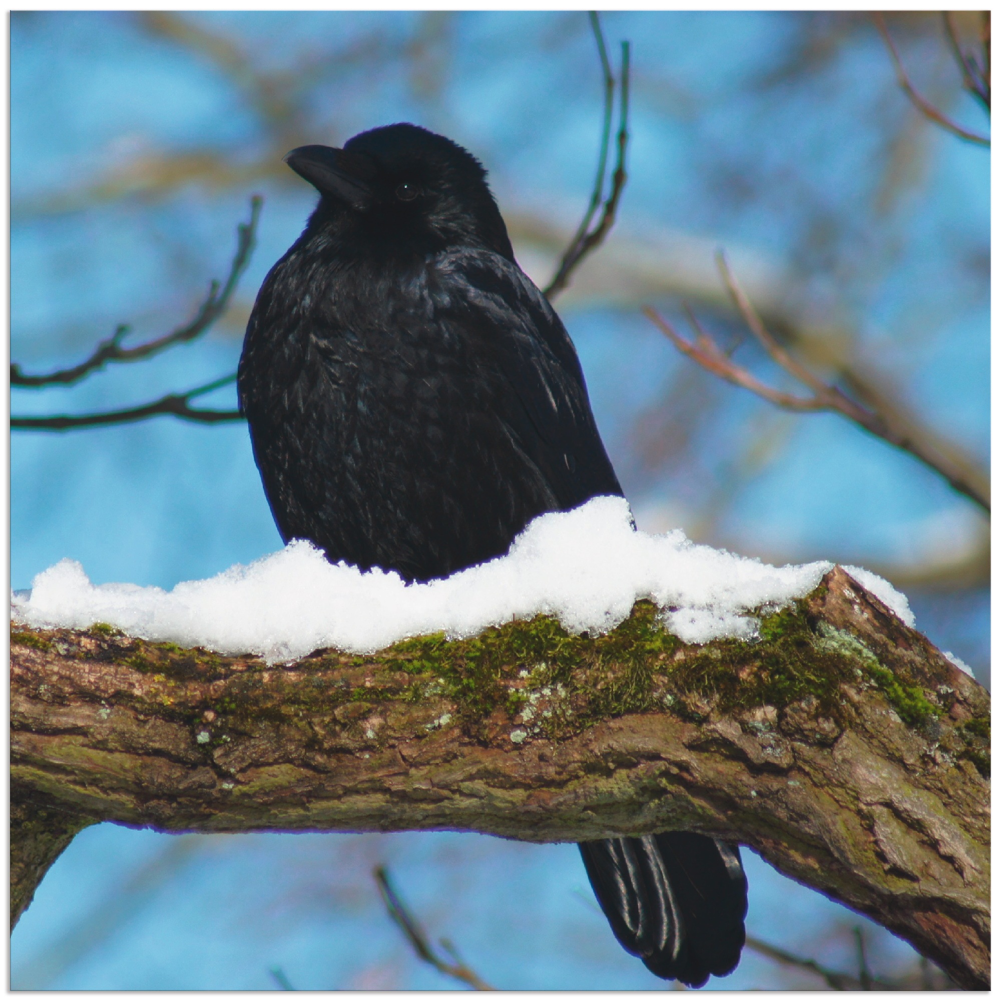Image of Artland Alu-Dibond-Druck "Rabe im Winter" Vögel 1 Stk. tlg. für Innen- und Aussenbereich geeignet, Outdoorbild