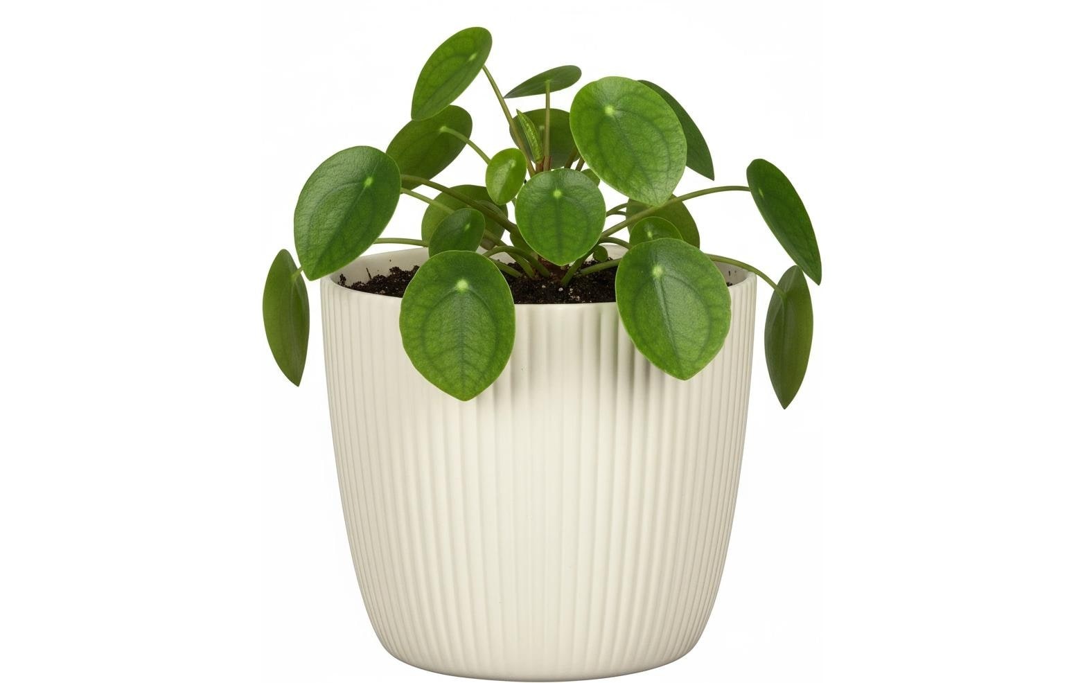 Scheurich Blumentopf »Aura Creme, 28 cm«