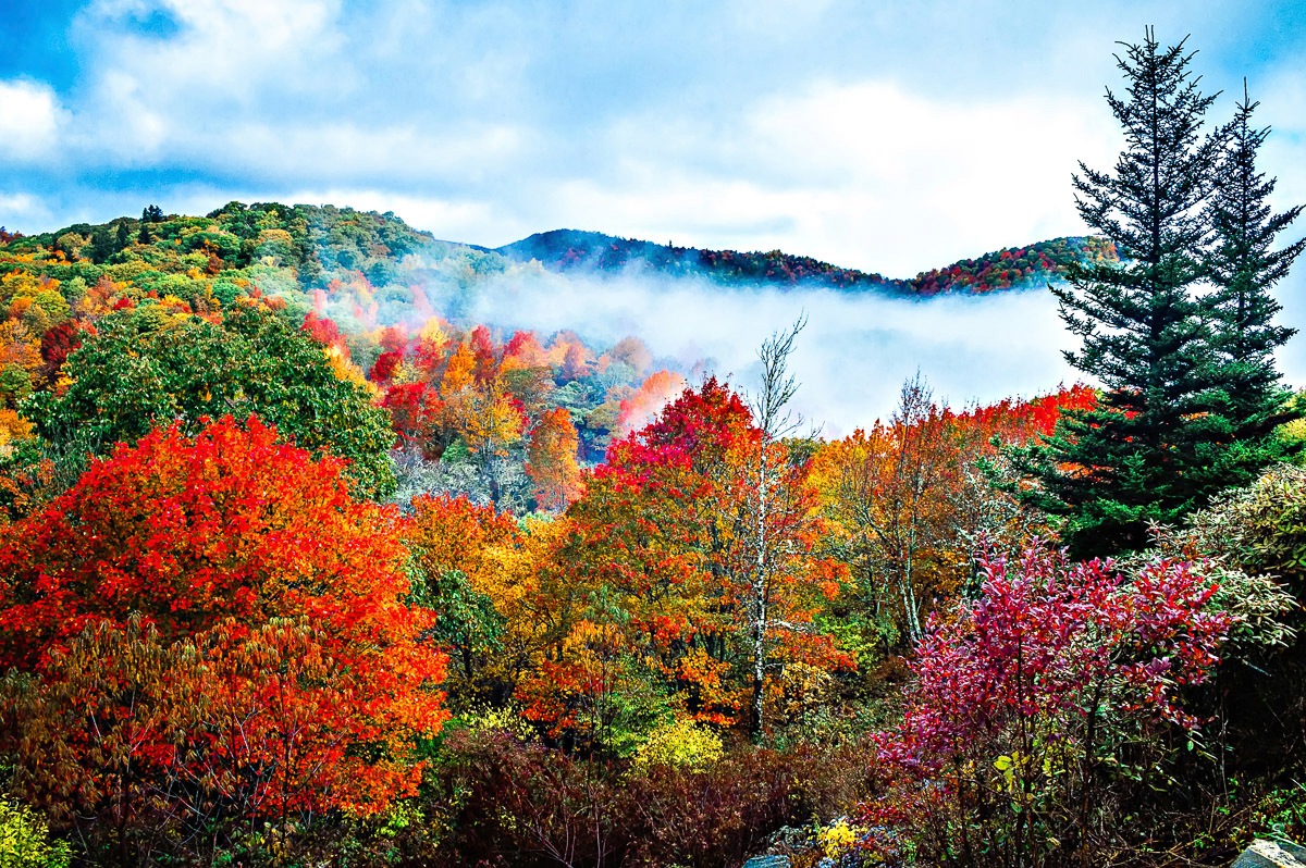 Image of Papermoon Fototapete »Bunter Wald«, Vliestapete, hochwertiger Digitaldruck, inklusive Kleister bei Ackermann Versand Schweiz