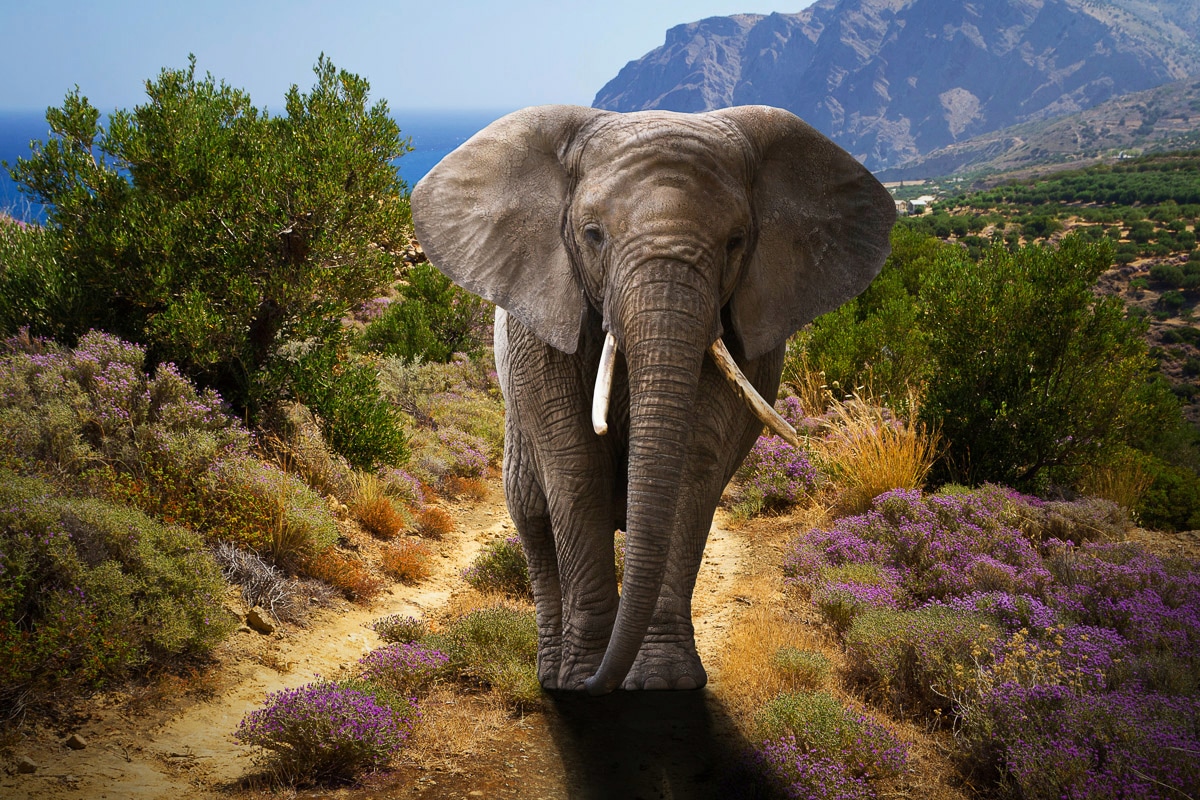 Papermoon Fototapete »ELEFANT-NATUR AFRIKA SAFARI TIERE ELEFANTEN LANDSCHAFT«