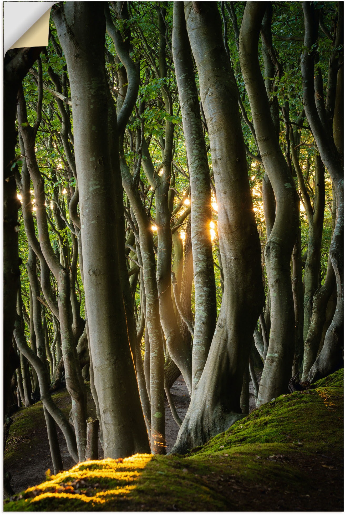 Image of Artland Wandbild »Licht im Märchenwald«, Waldbilder, (1 St.), in vielen Grössen & Produktarten - Alubild / Outdoorbild für den Aussenbereich, Leinwandbild, Poster, Wandaufkleber / Wandtattoo auch für Badezimmer geeignet bei Ackermann Versand Schweiz