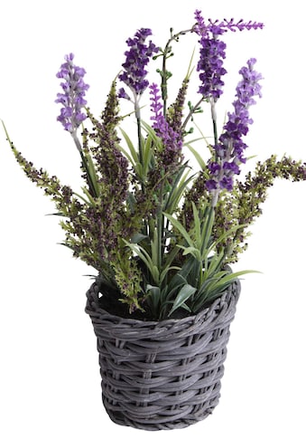 Künstliche Zimmerpflanze »Lavendel - Erika Arrangement im Korb«