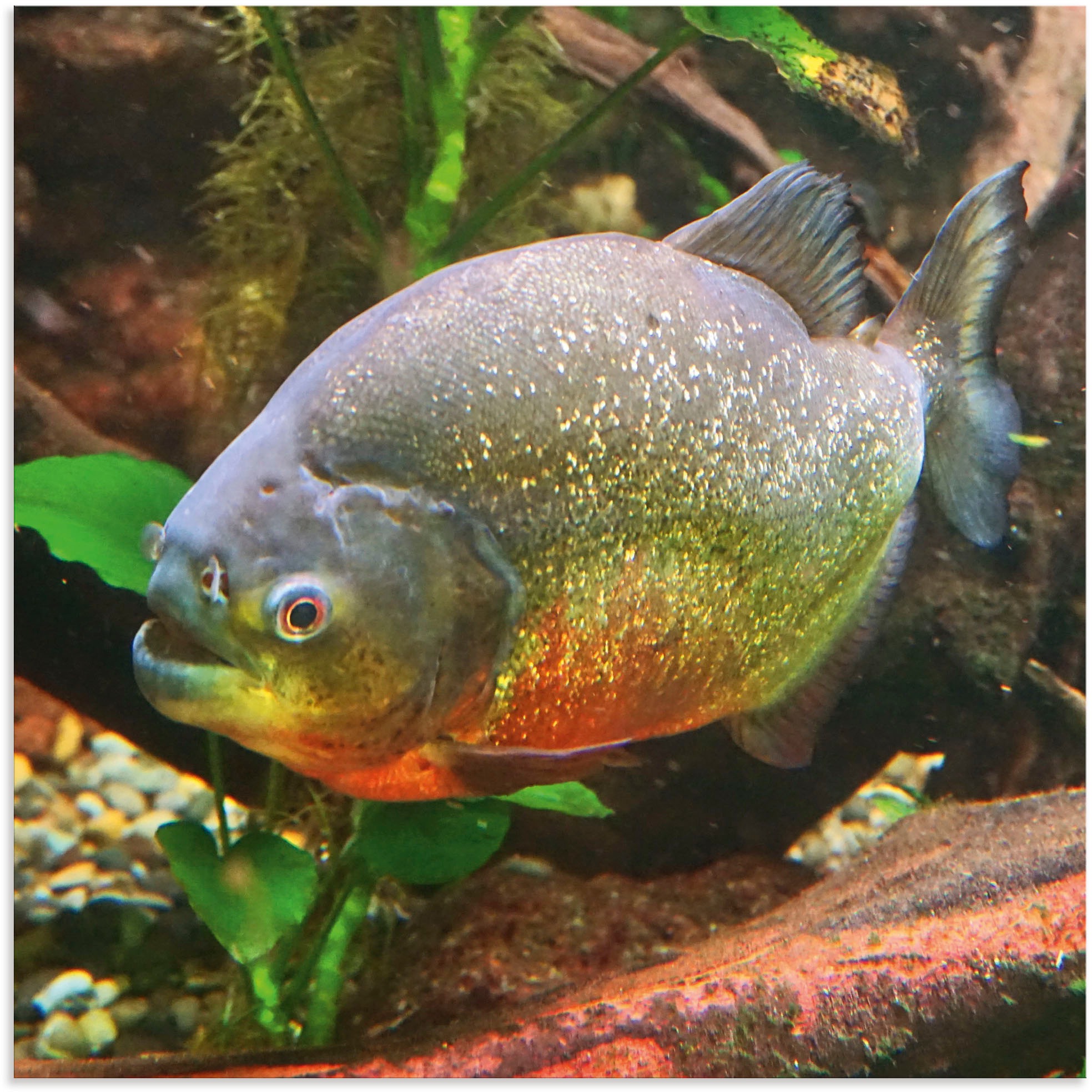 Image of Artland Wandbild »Piranha«, Wassertiere, (1 St.), in vielen Grössen & Produktarten - Alubild / Outdoorbild für den Aussenbereich, Leinwandbild, Poster, Wandaufkleber / Wandtattoo auch für Badezimmer geeignet bei Ackermann Versand Schweiz