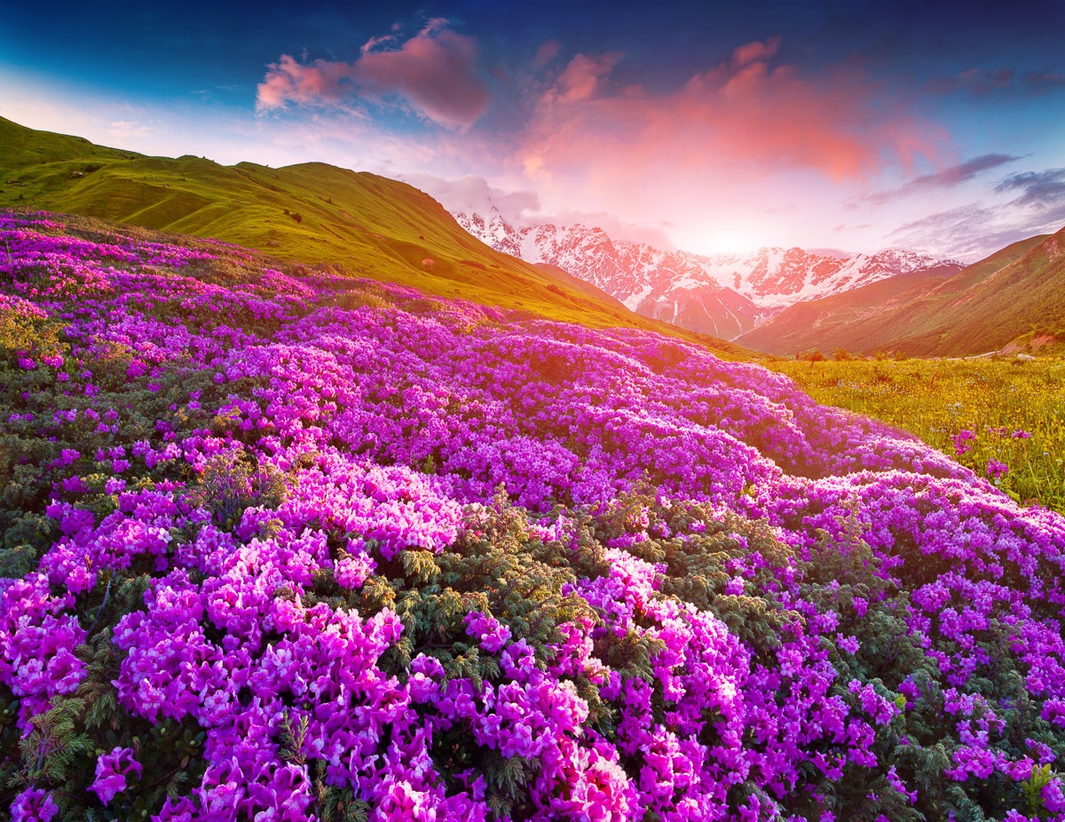 Image of Papermoon Fototapete "Berge Blumen"
