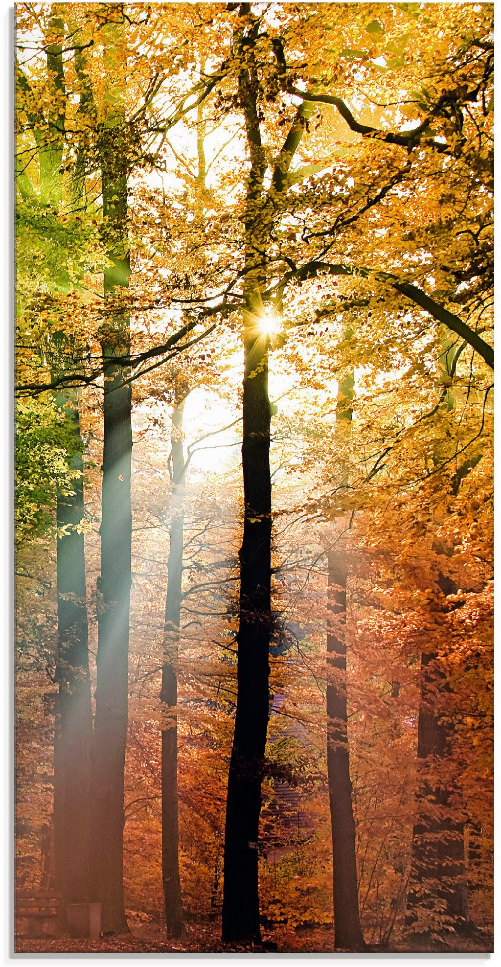 Glasbild »Schöner Herbsttag 2«, Wald, (1 St.), in verschiedenen Grössen