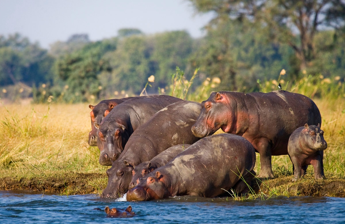Image of Papermoon Fototapete "Hippo Familie"