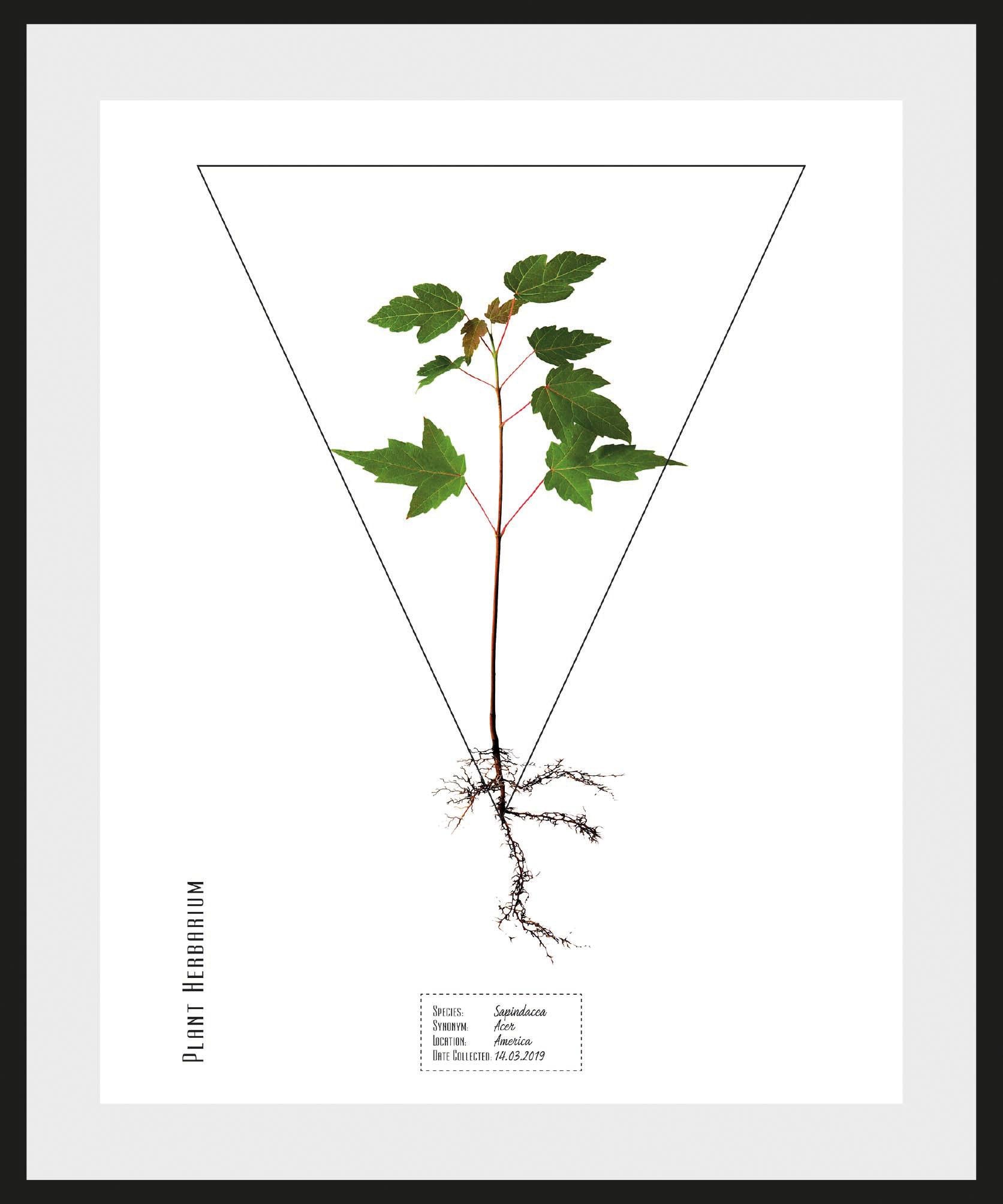 Image of andas Bild »Pflanze Sapindacea«, mit Rahmen bei Ackermann Versand Schweiz