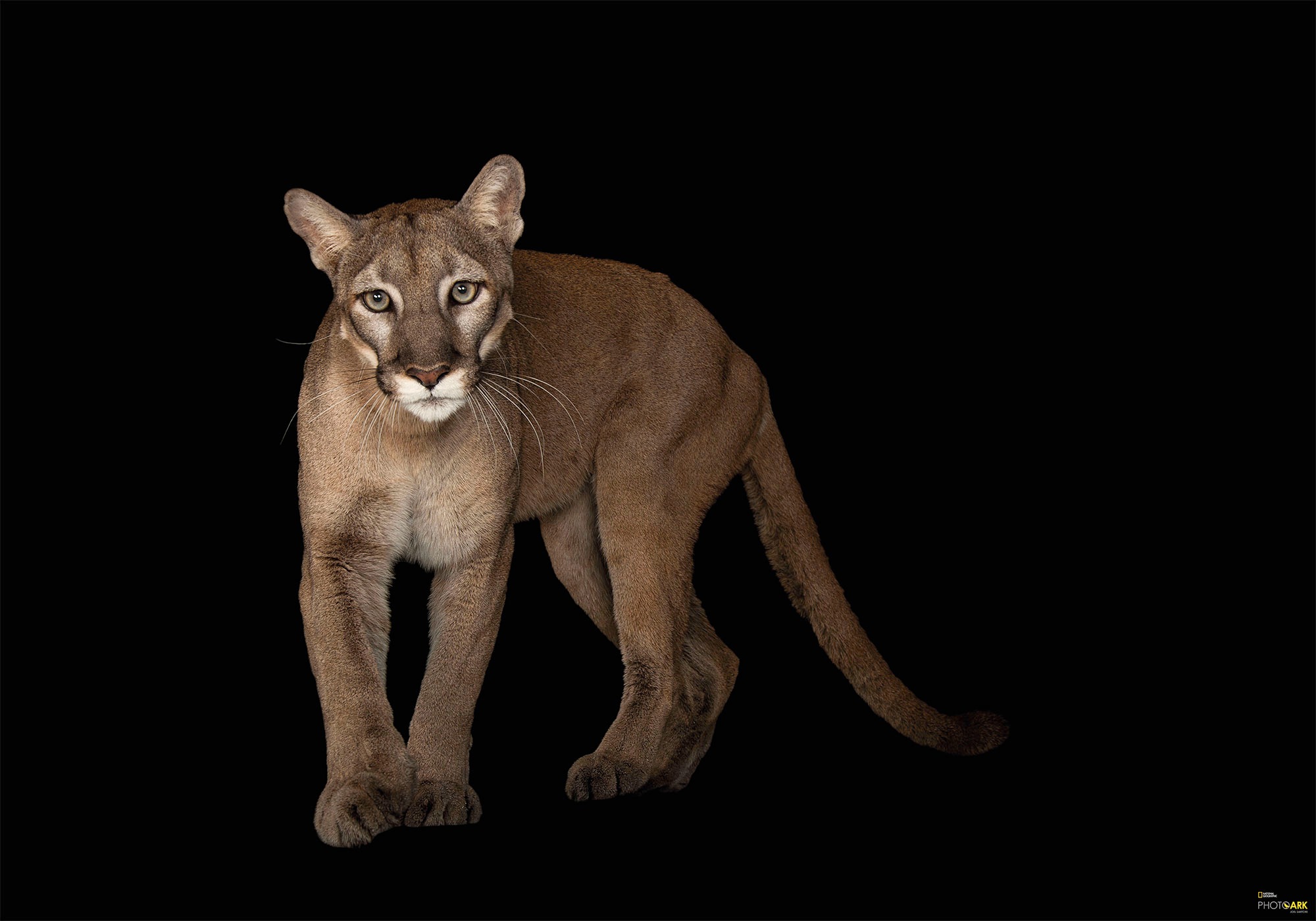 Image of Komar Vliestapete »Florida Panther«, bedruckt-realistisch, 400 x 280 cm (Breite x Höhe) - 8 Bahnen bei Ackermann Versand Schweiz